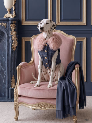 A Dalmatian in navy tweed with a pink fur collar sits in a gilded pink velvet armchair inside a navy Parisian salon.