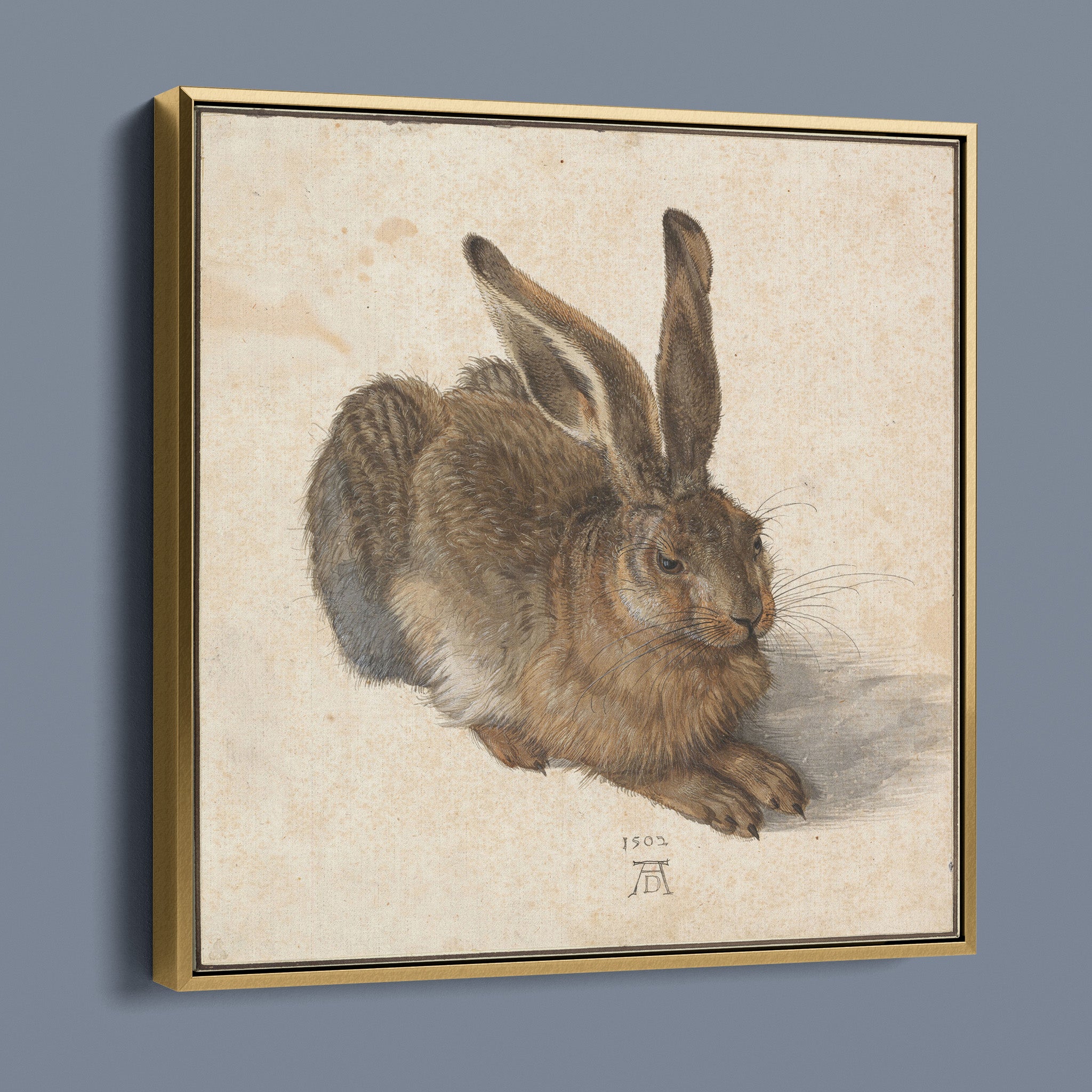 Hare by Albrecht Dürer