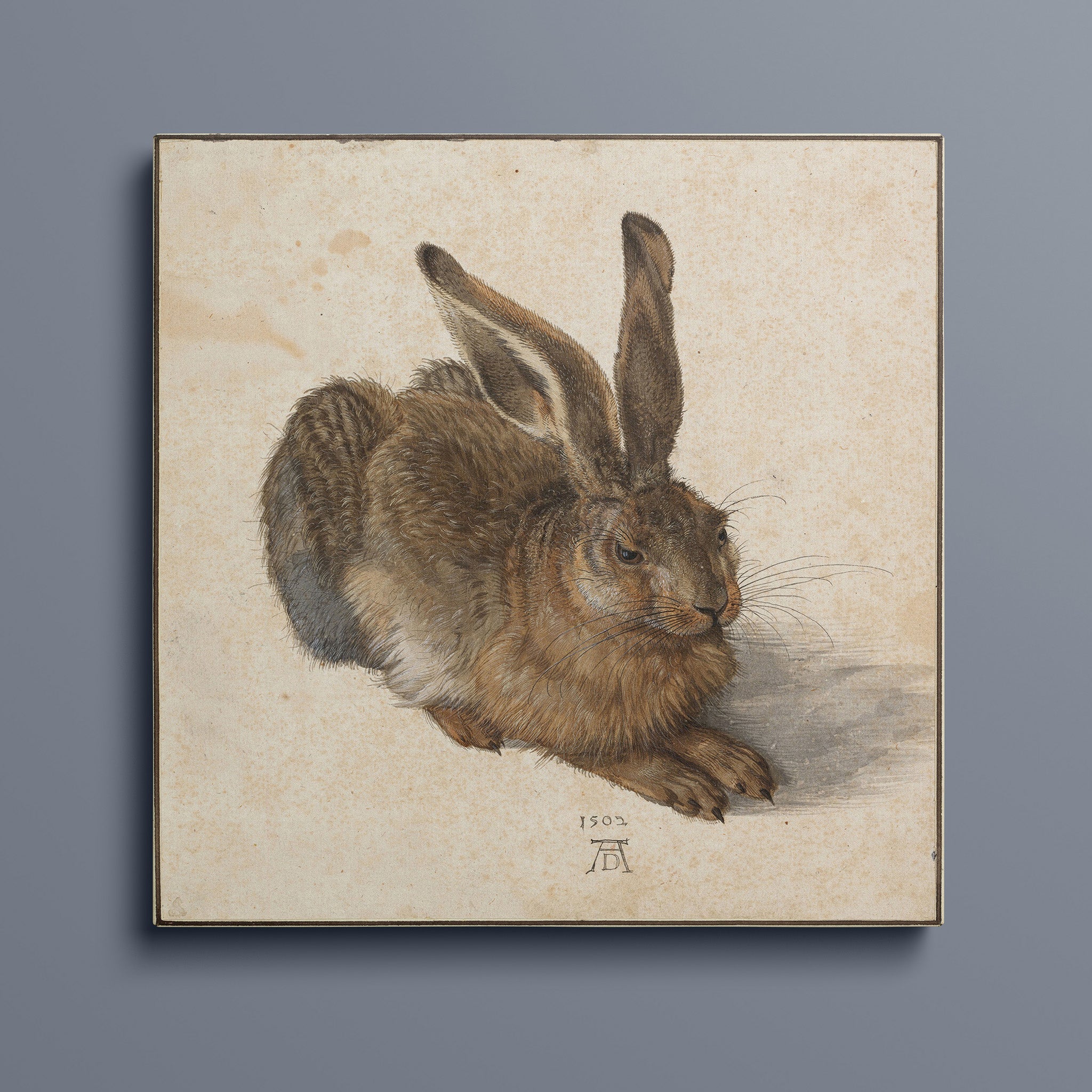 Hare by Albrecht Dürer