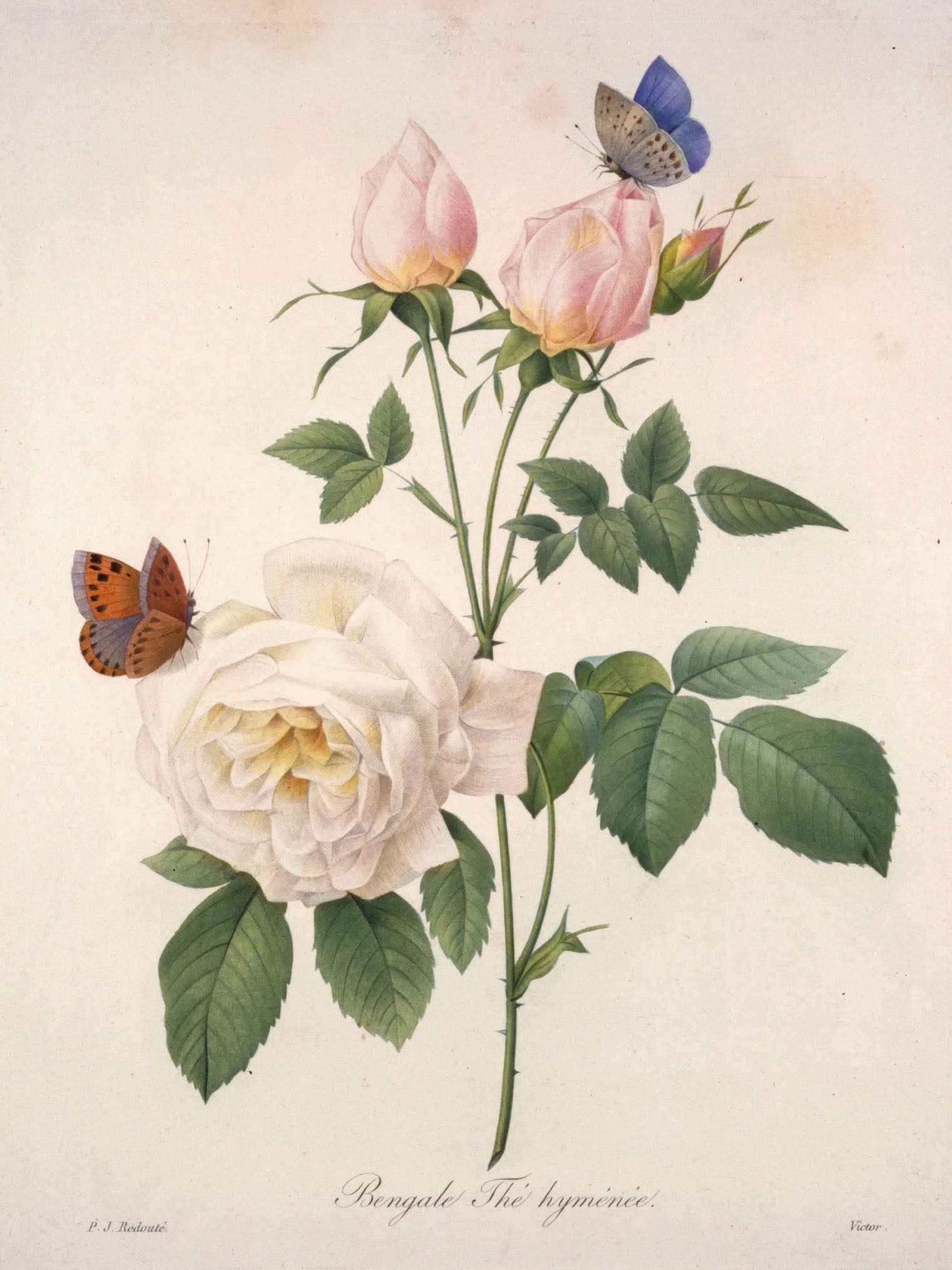 Vintage botanical illustration "Bengale The HymΓ©nΓ©e" with Bengal rose, butterflies, and delicate floral details in pink, beige, and green.