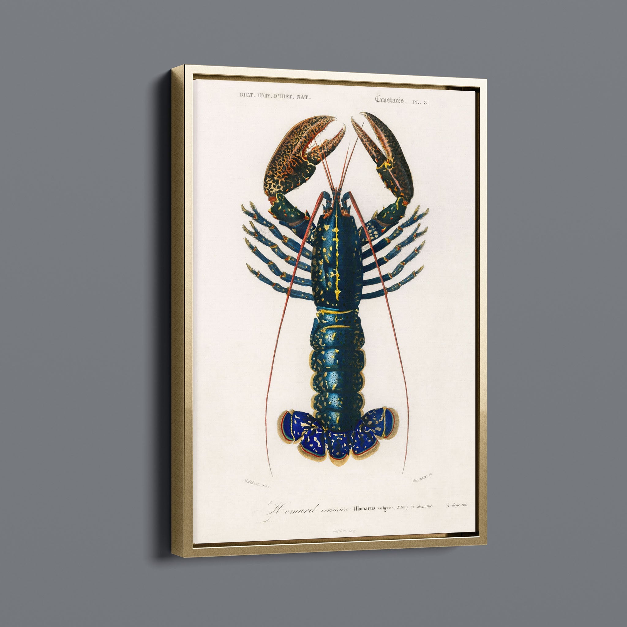 Vintage Lobster Illustration