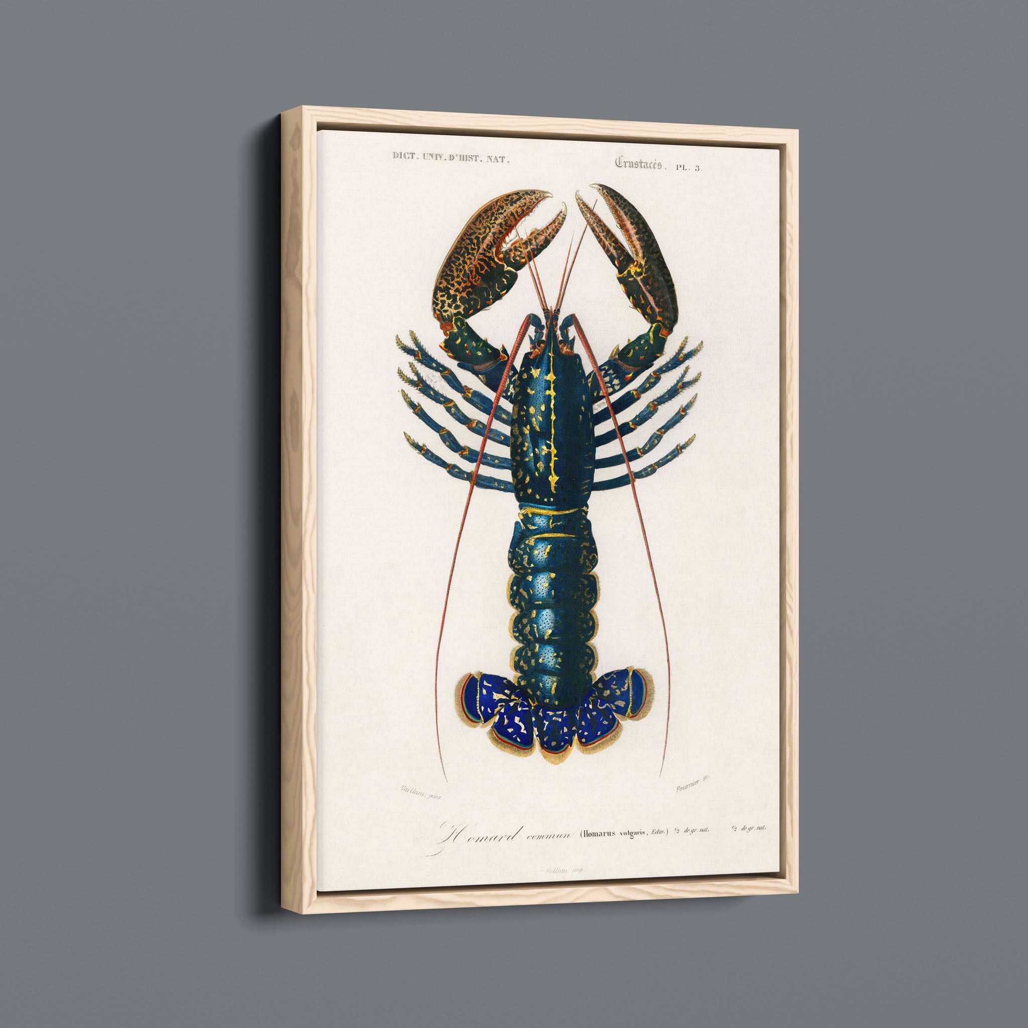 Vintage Lobster Illustration