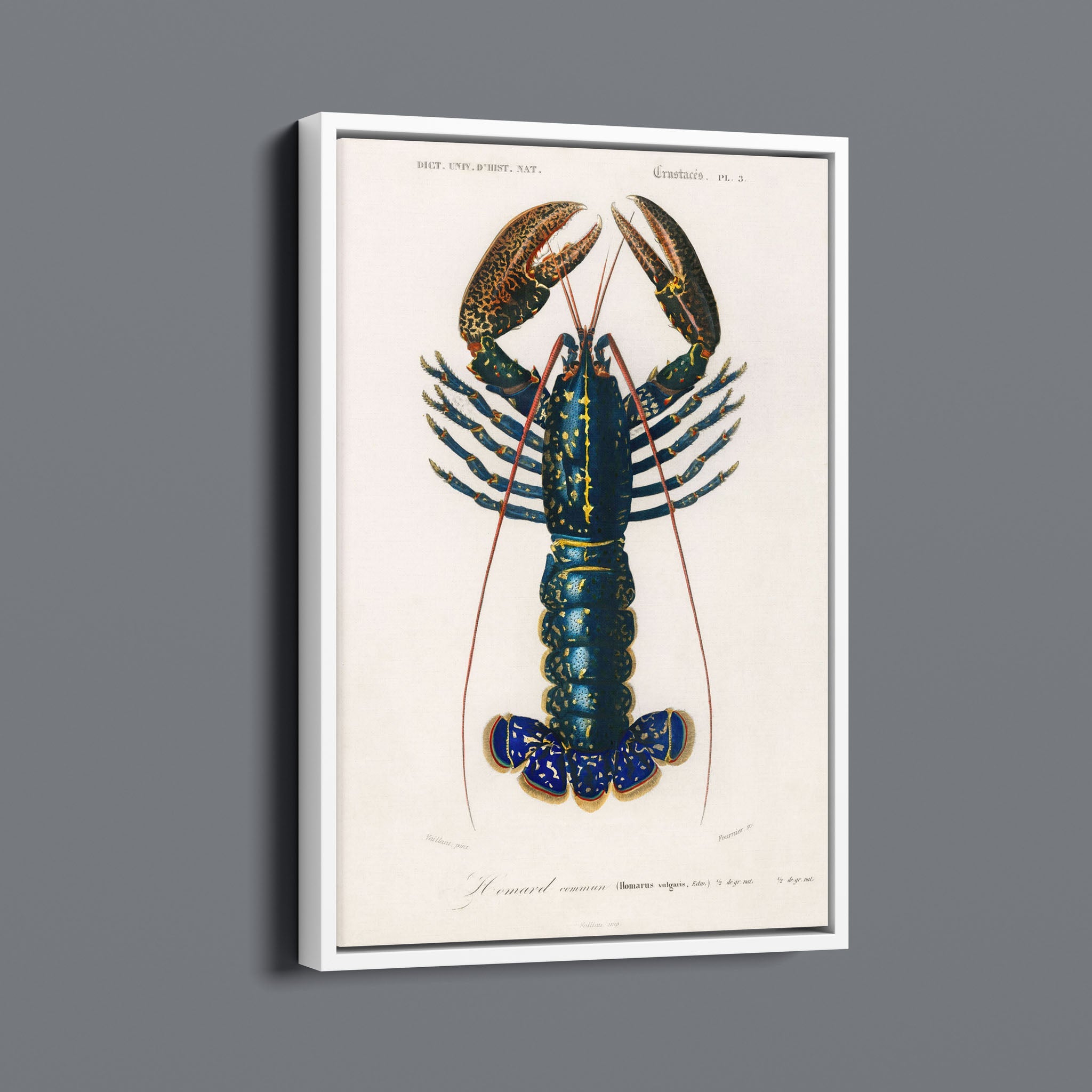 Vintage Lobster Illustration