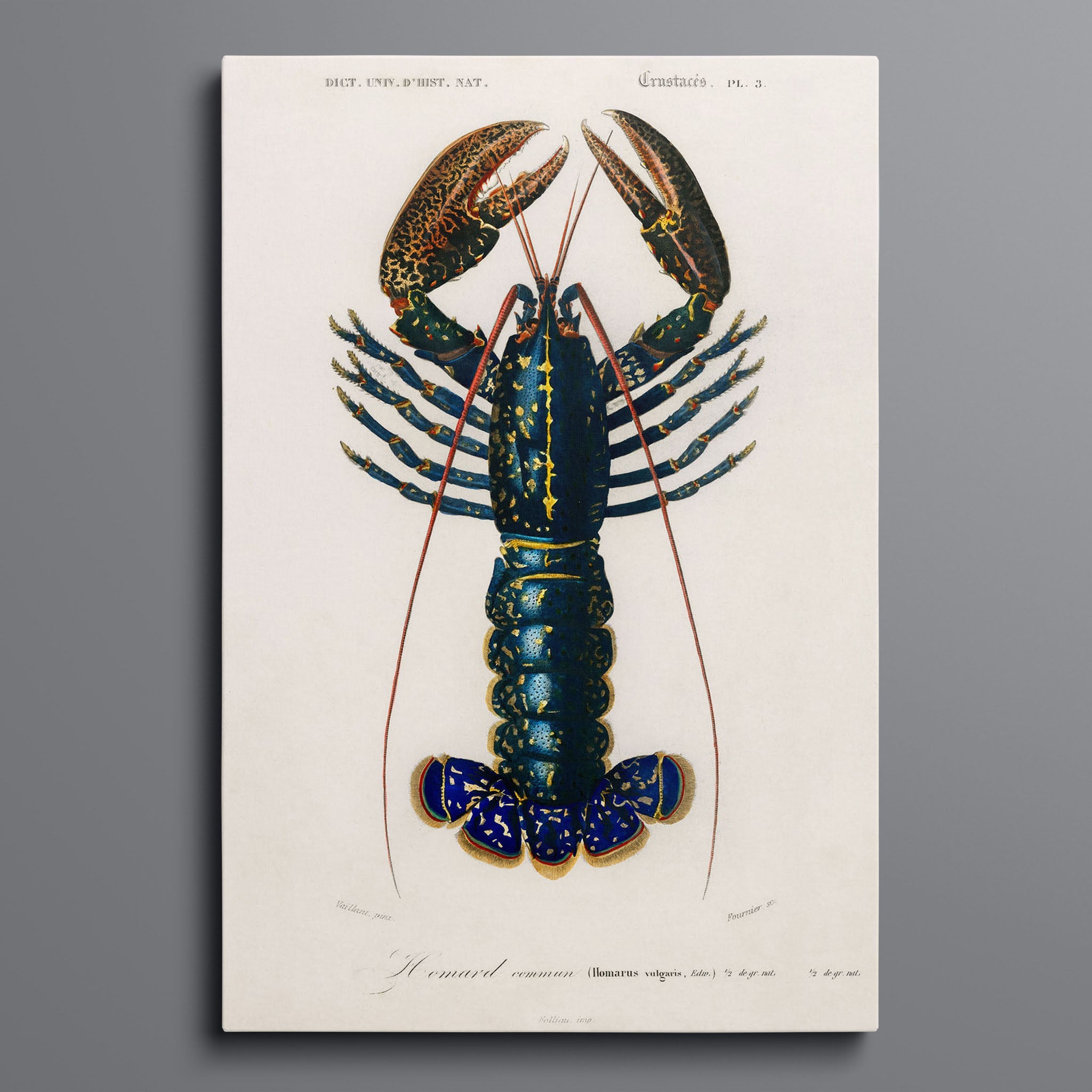 Vintage Lobster Illustration
