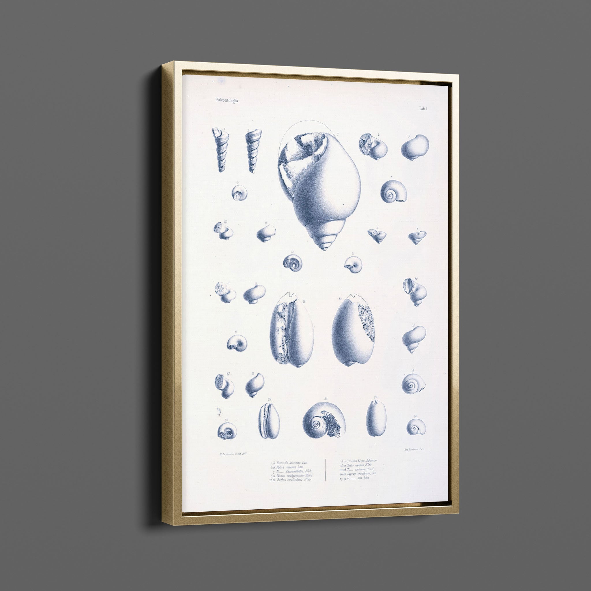 Vintage Nautical Sea Creatures and Shells 2