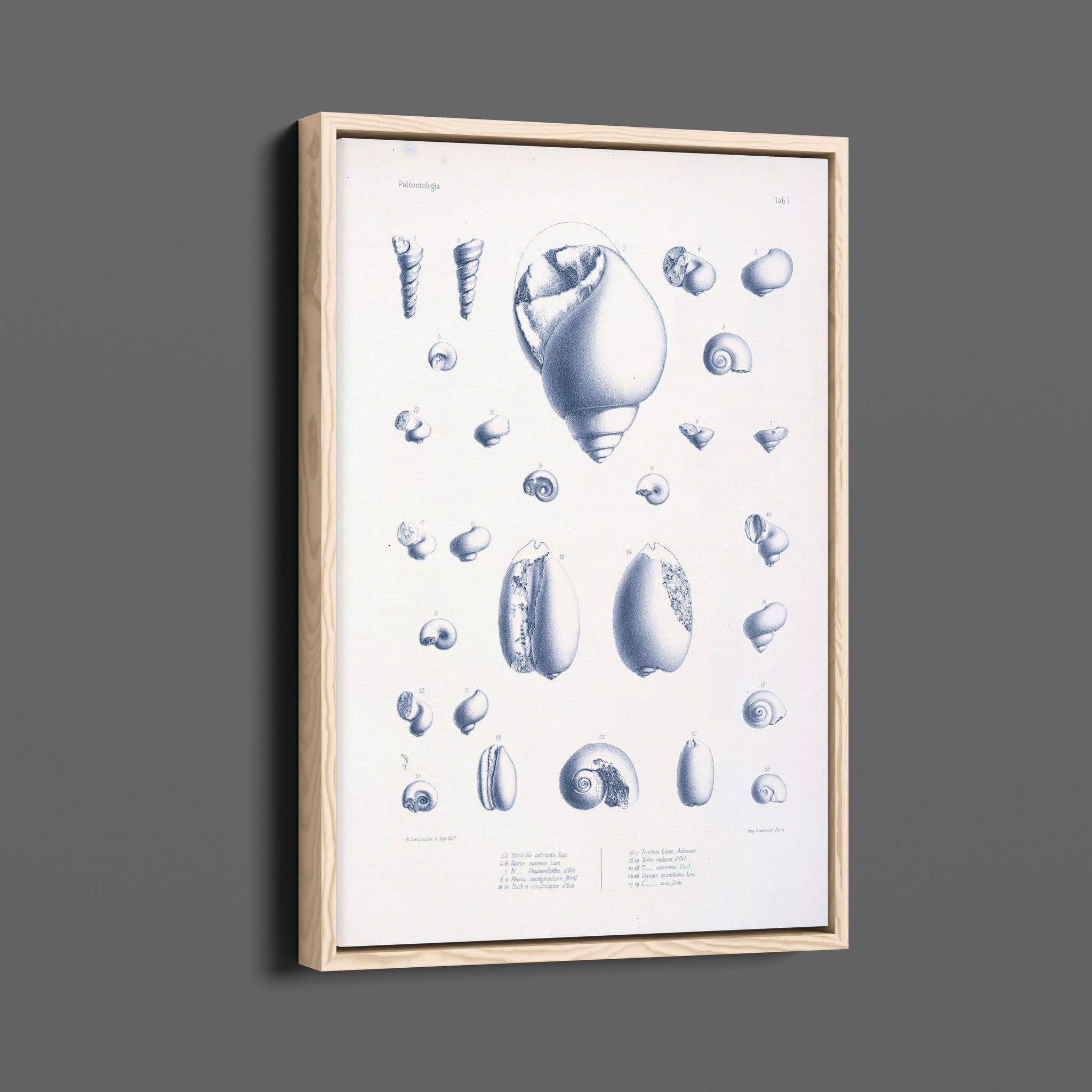 Vintage Nautical Sea Creatures and Shells 2