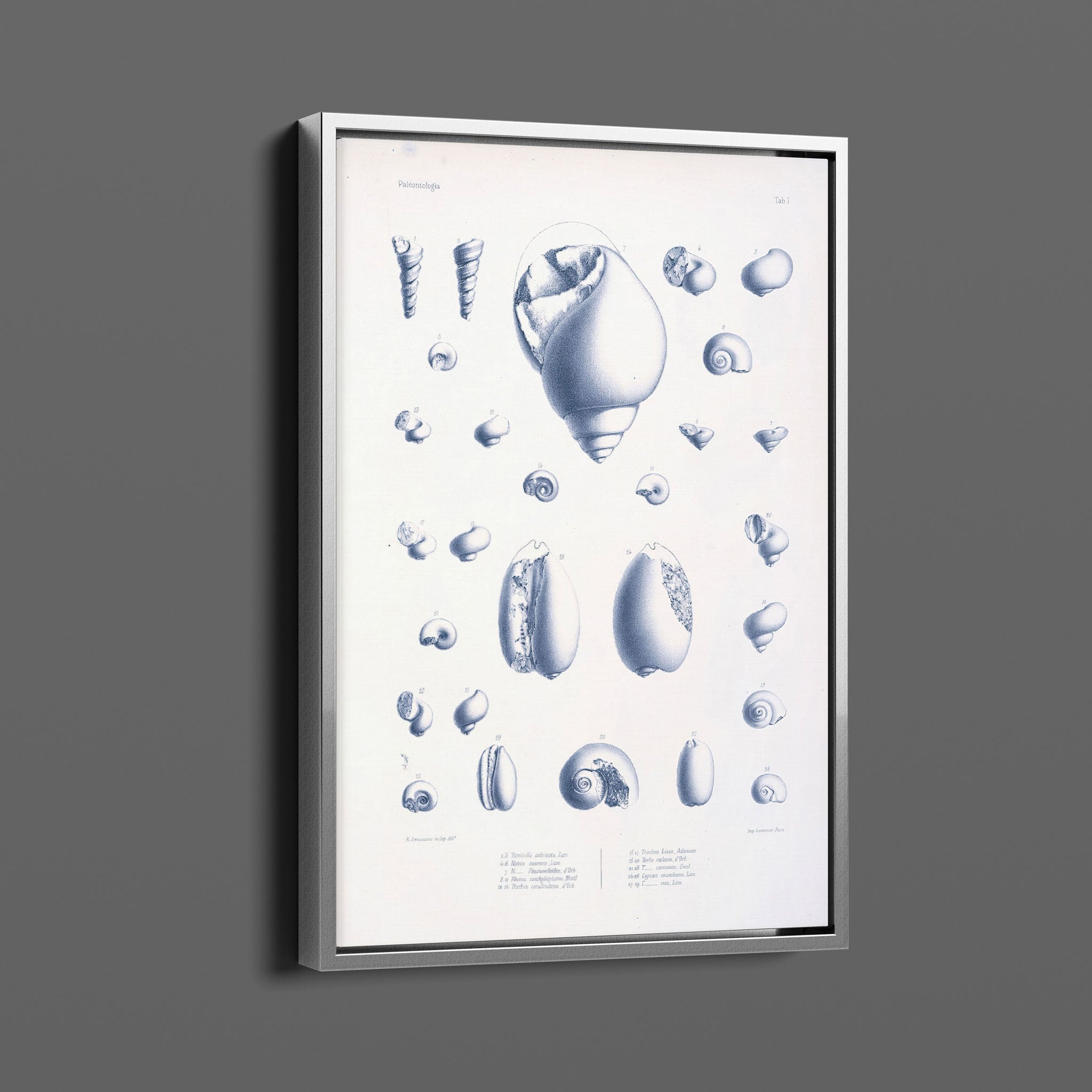 Vintage Nautical Sea Creatures and Shells 2