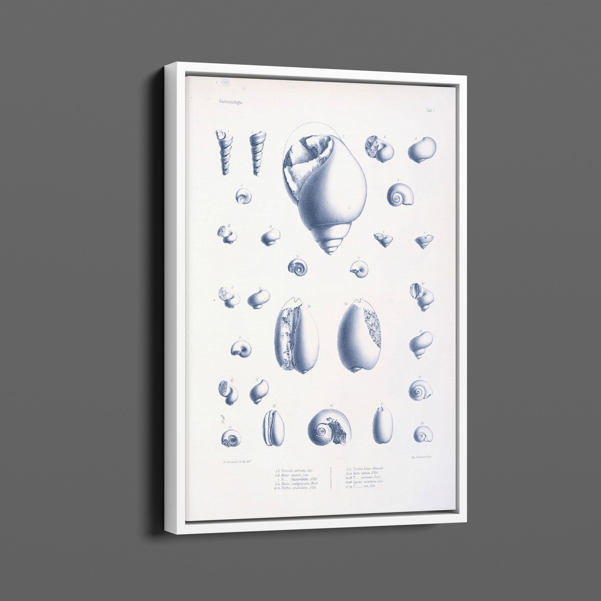 Vintage Nautical Sea Creatures and Shells 2