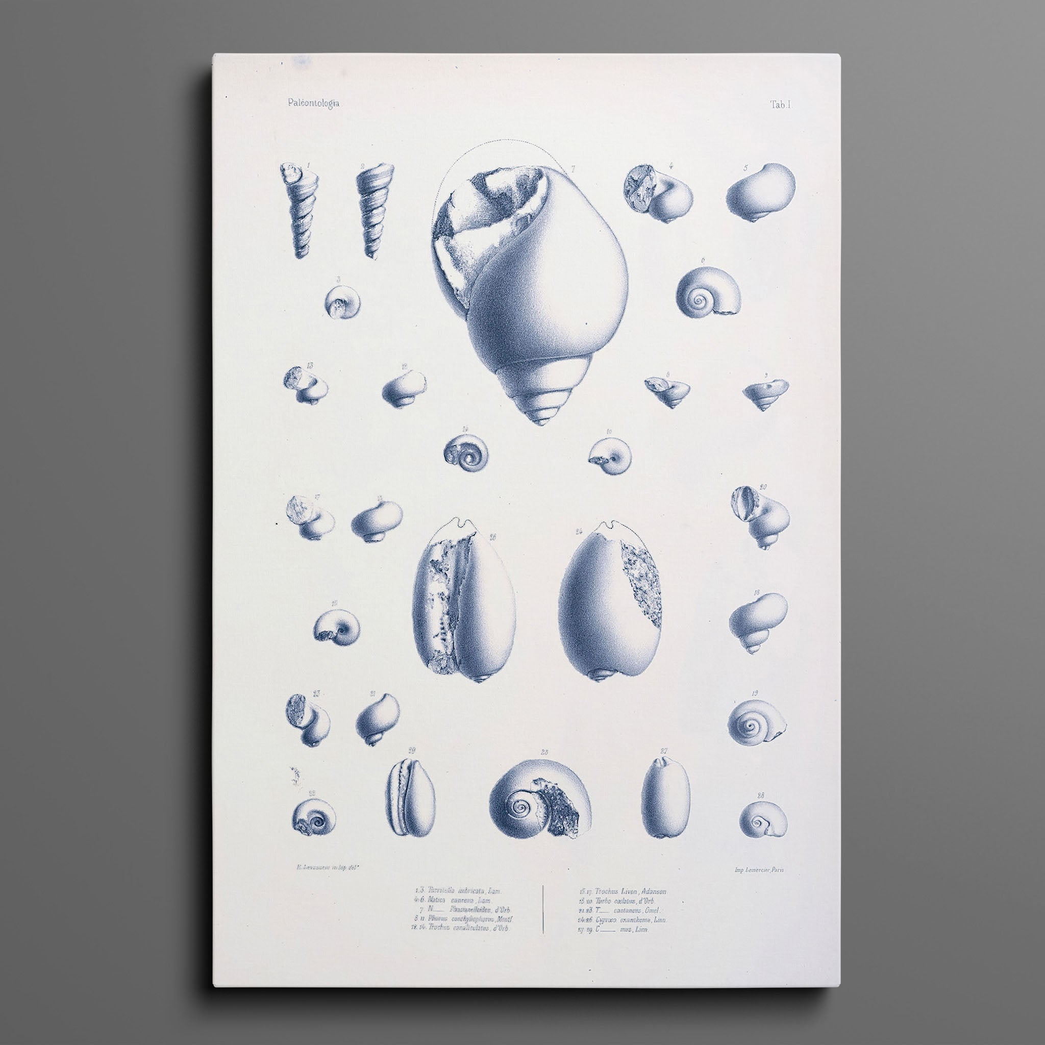 Vintage Nautical Sea Creatures and Shells 2