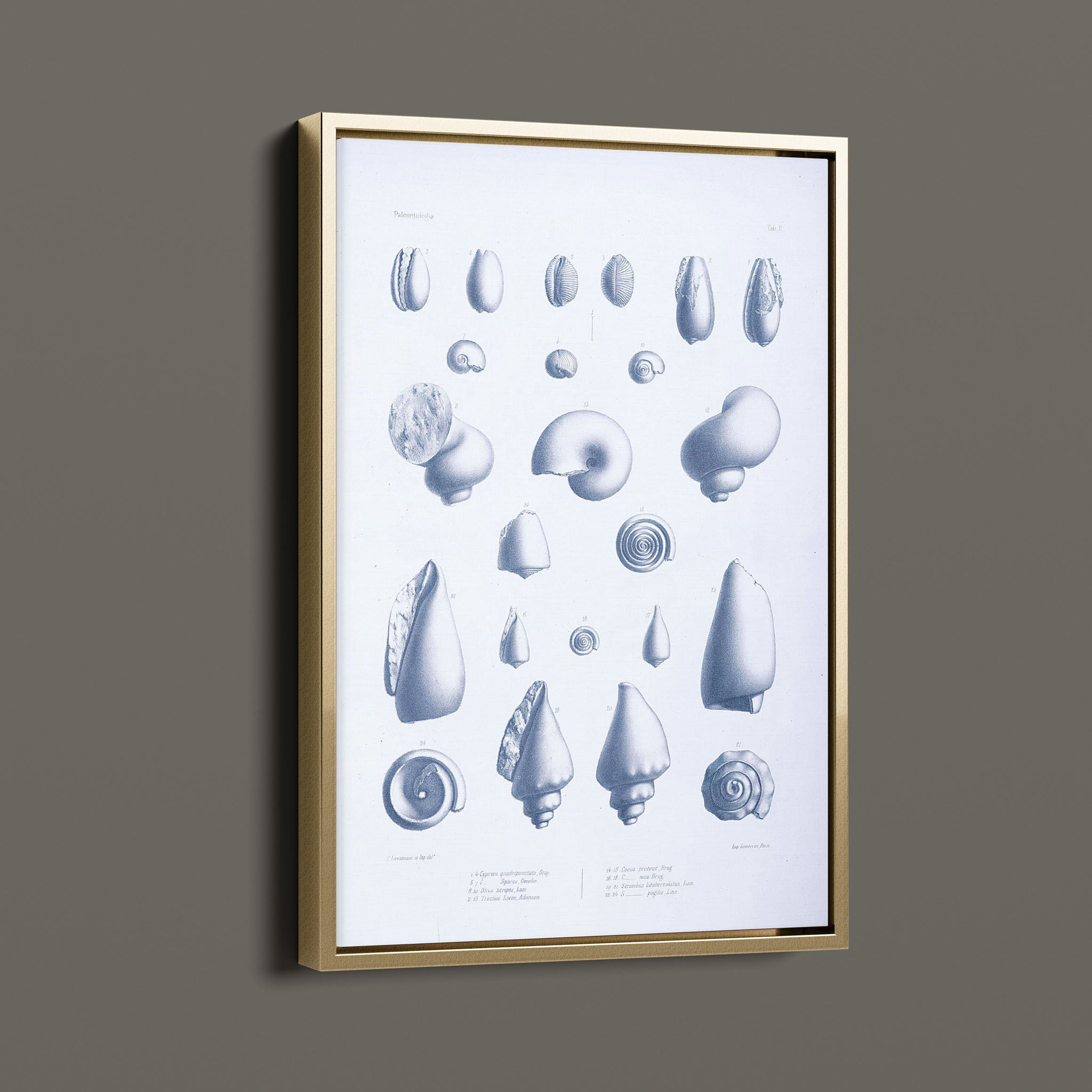 Vintage Nautical Sea Creatures and Shells 3