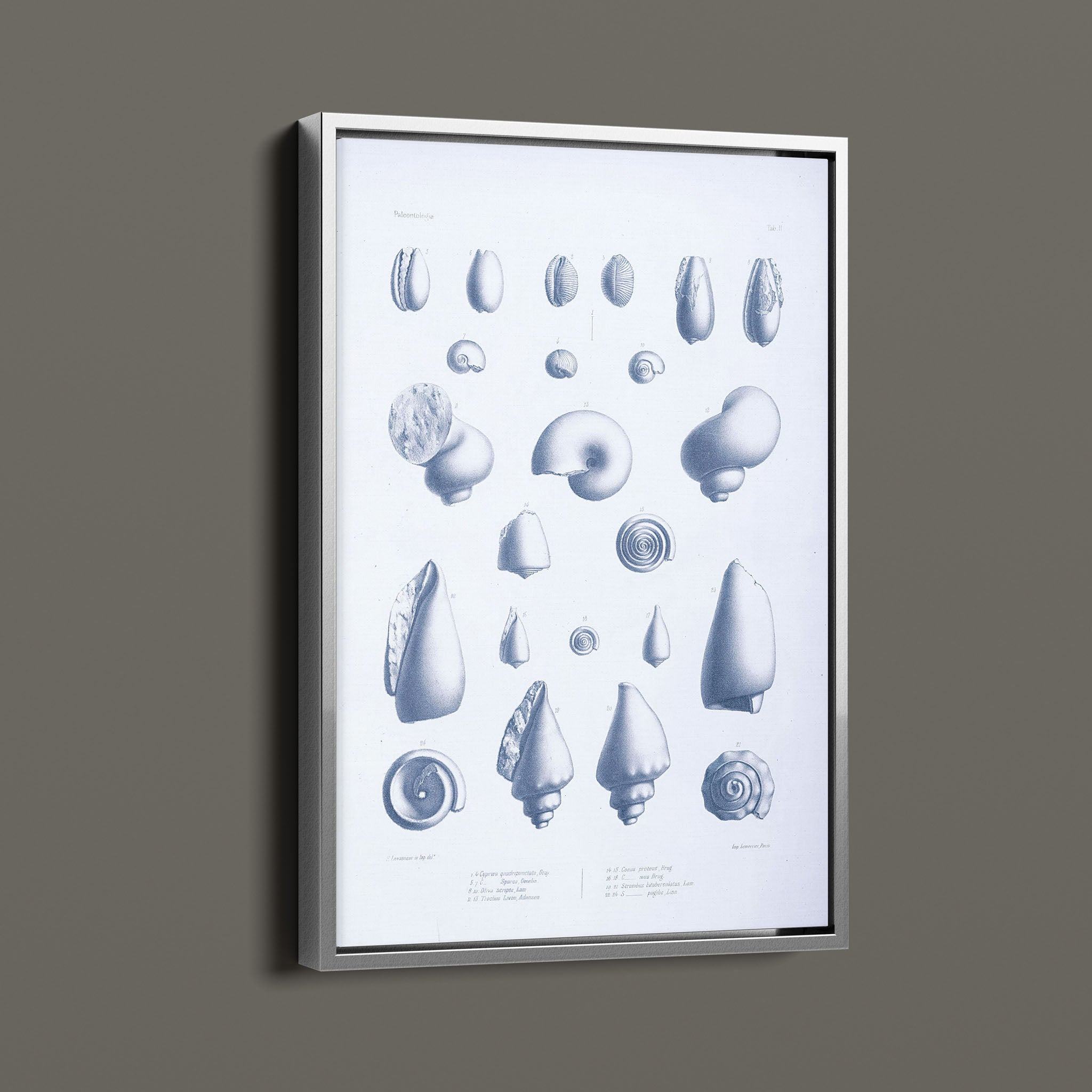 Vintage Nautical Sea Creatures and Shells 3