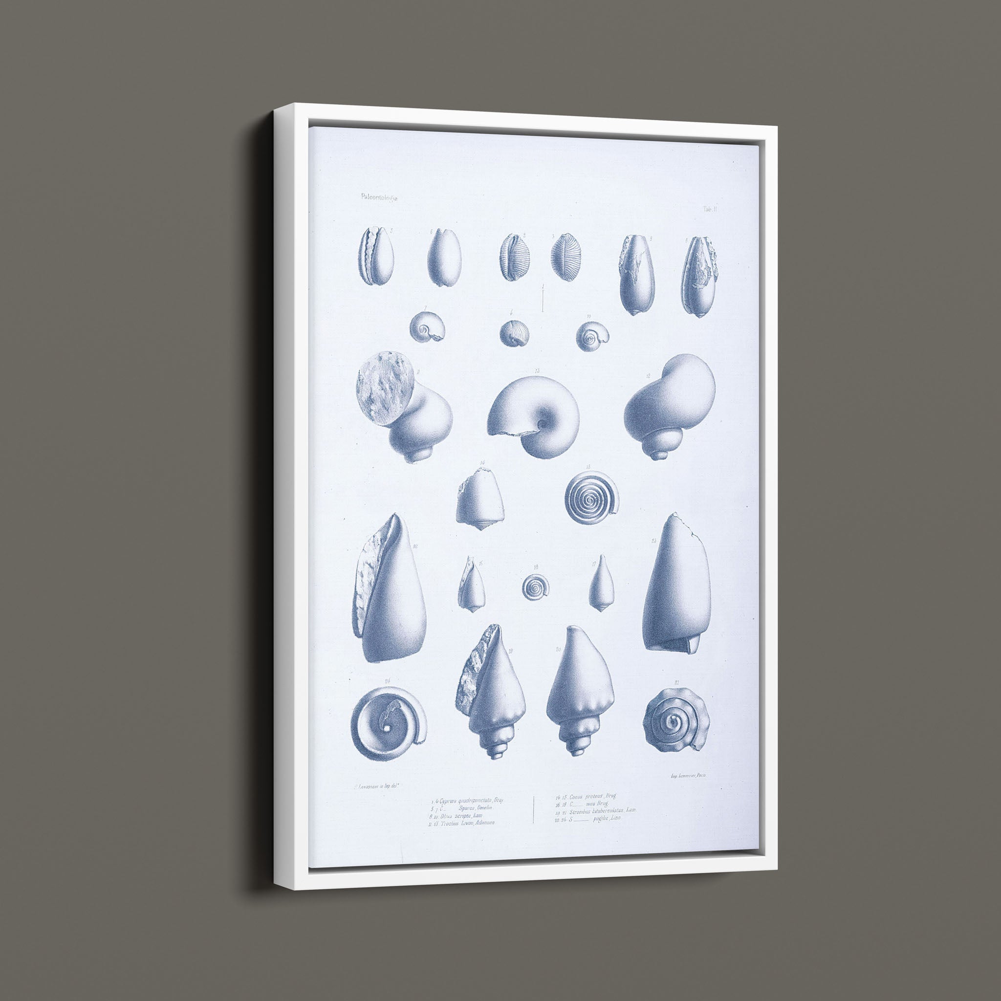 Vintage Nautical Sea Creatures and Shells 3