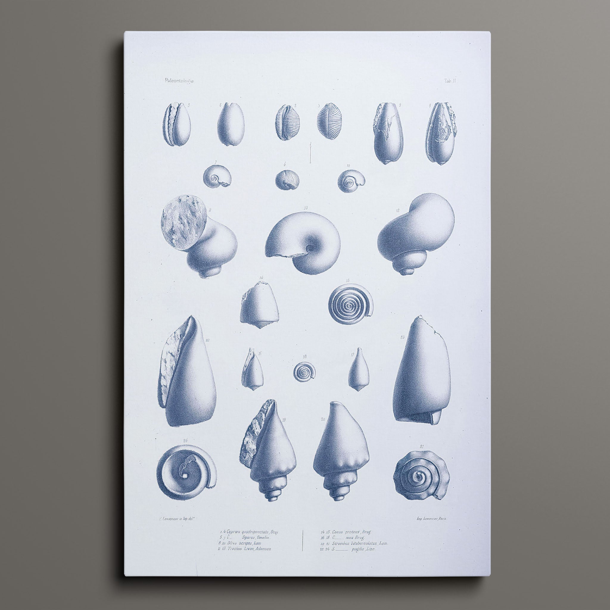 Vintage Nautical Sea Creatures and Shells 3