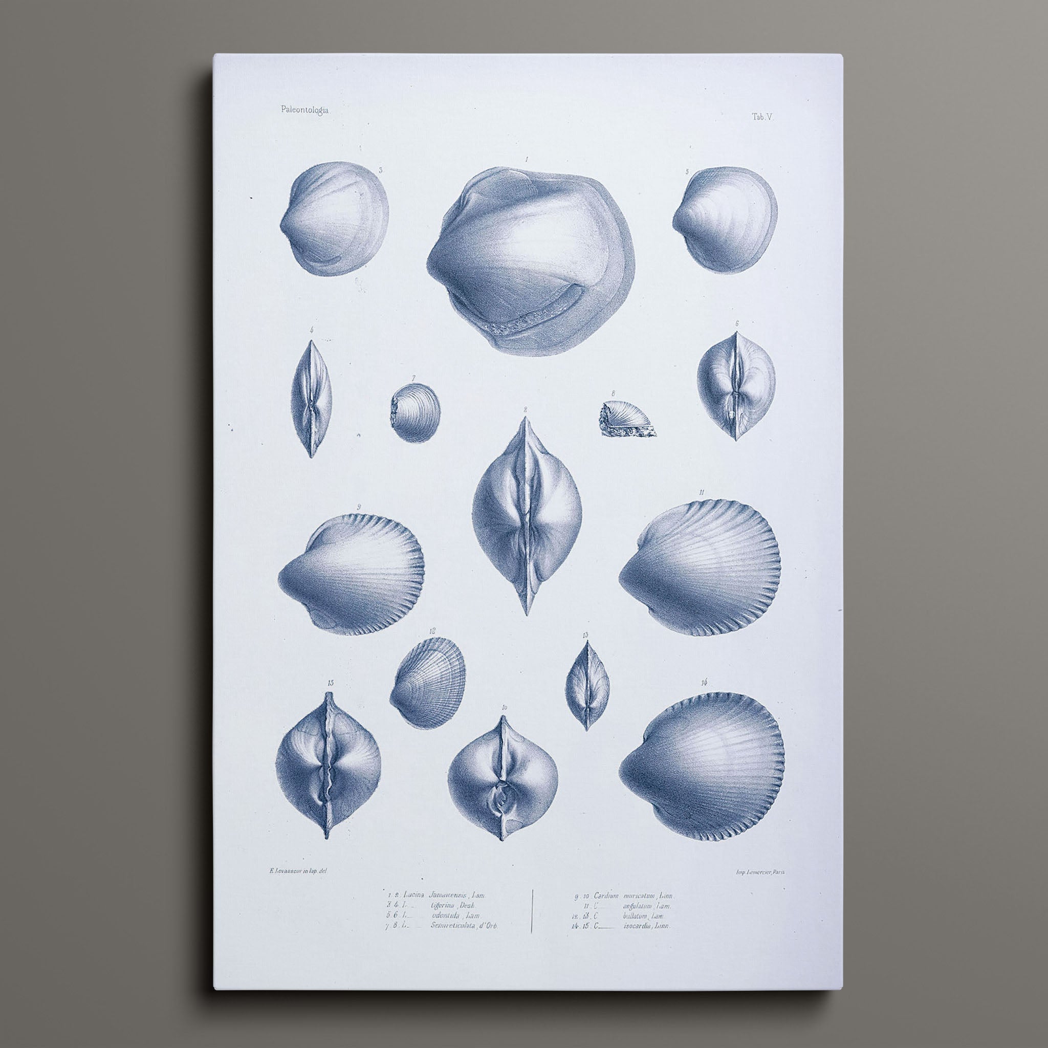 Vintage Nautical Sea Creatures and Shells 5