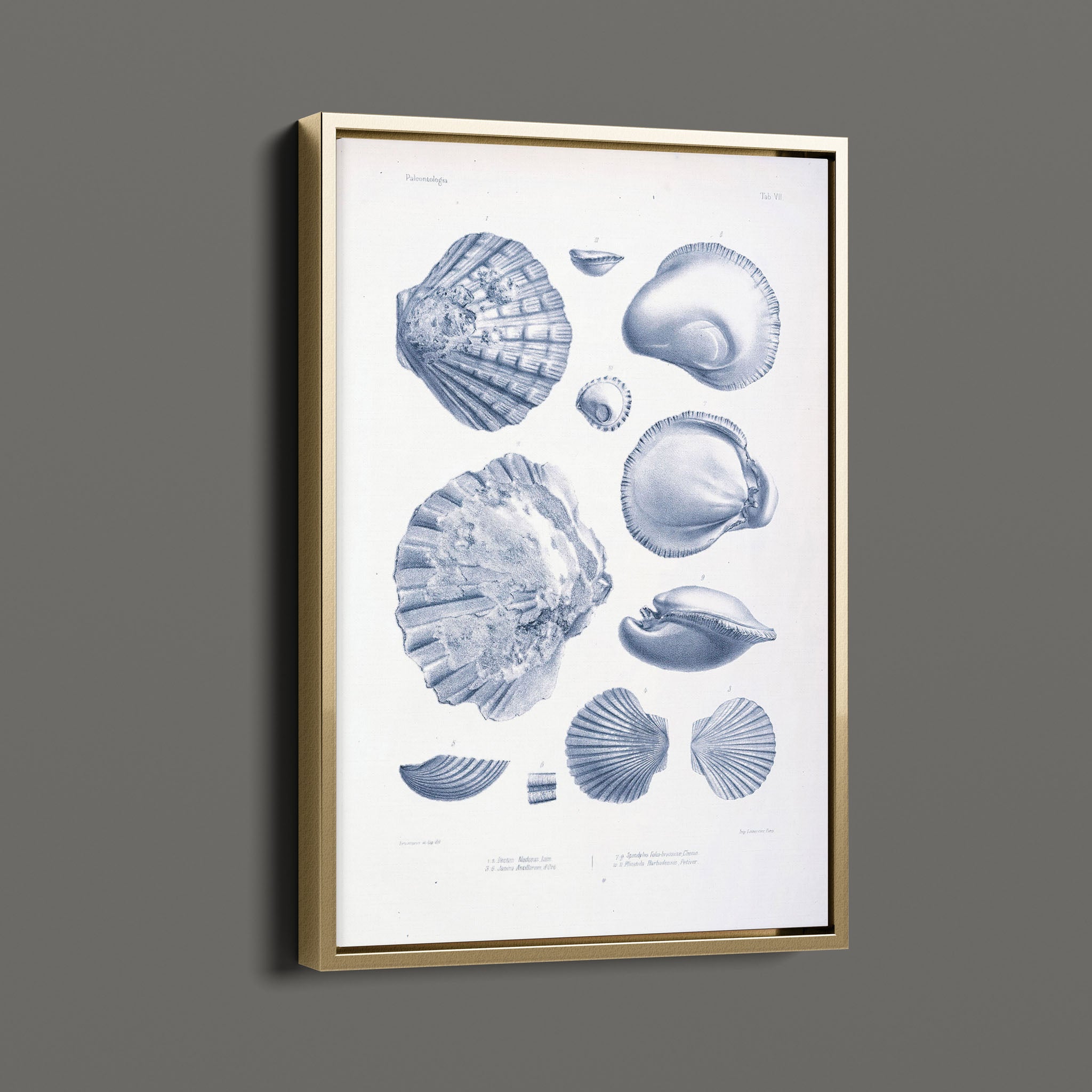 Vintage Nautical Sea Creatures and Shells 7