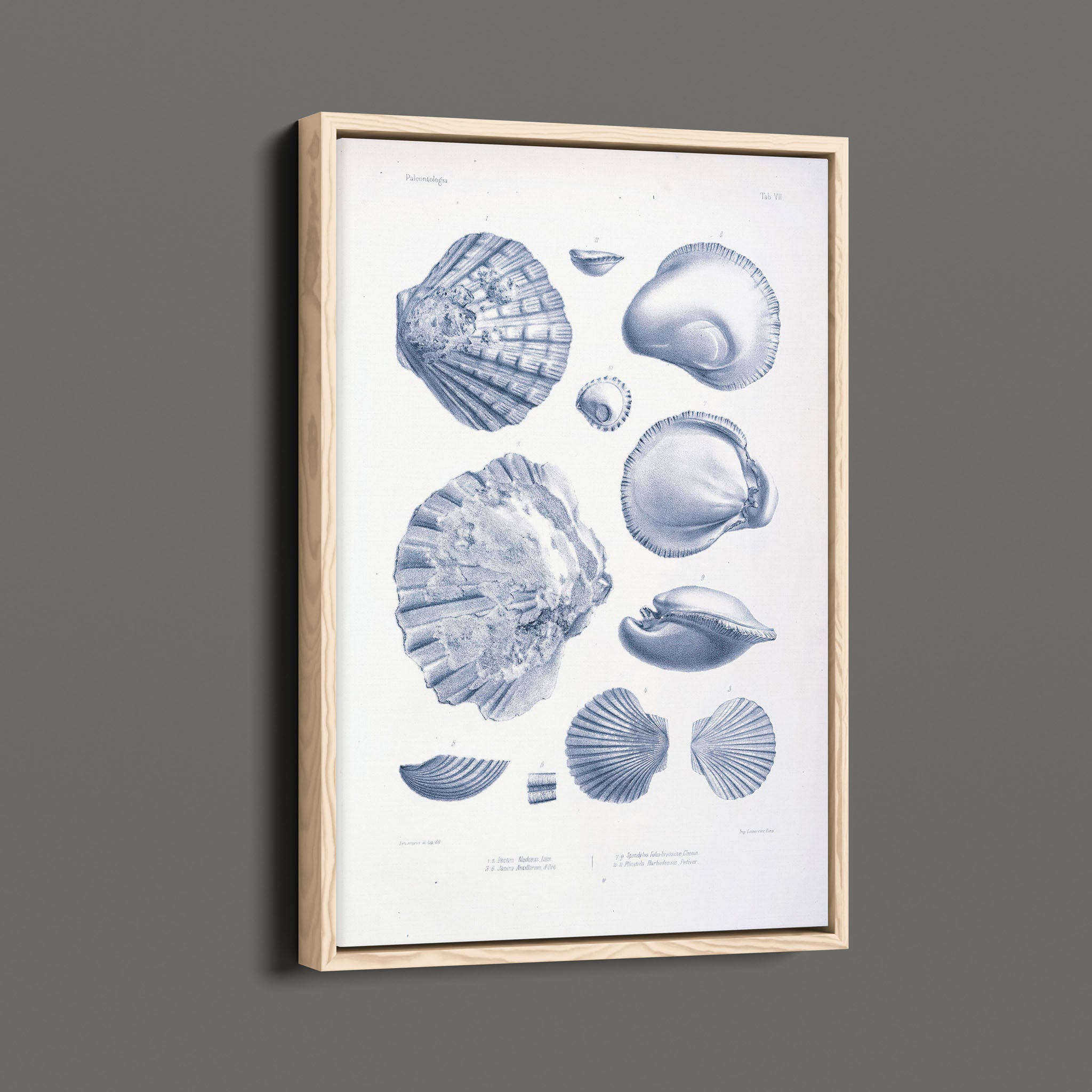 Vintage Nautical Sea Creatures and Shells 7