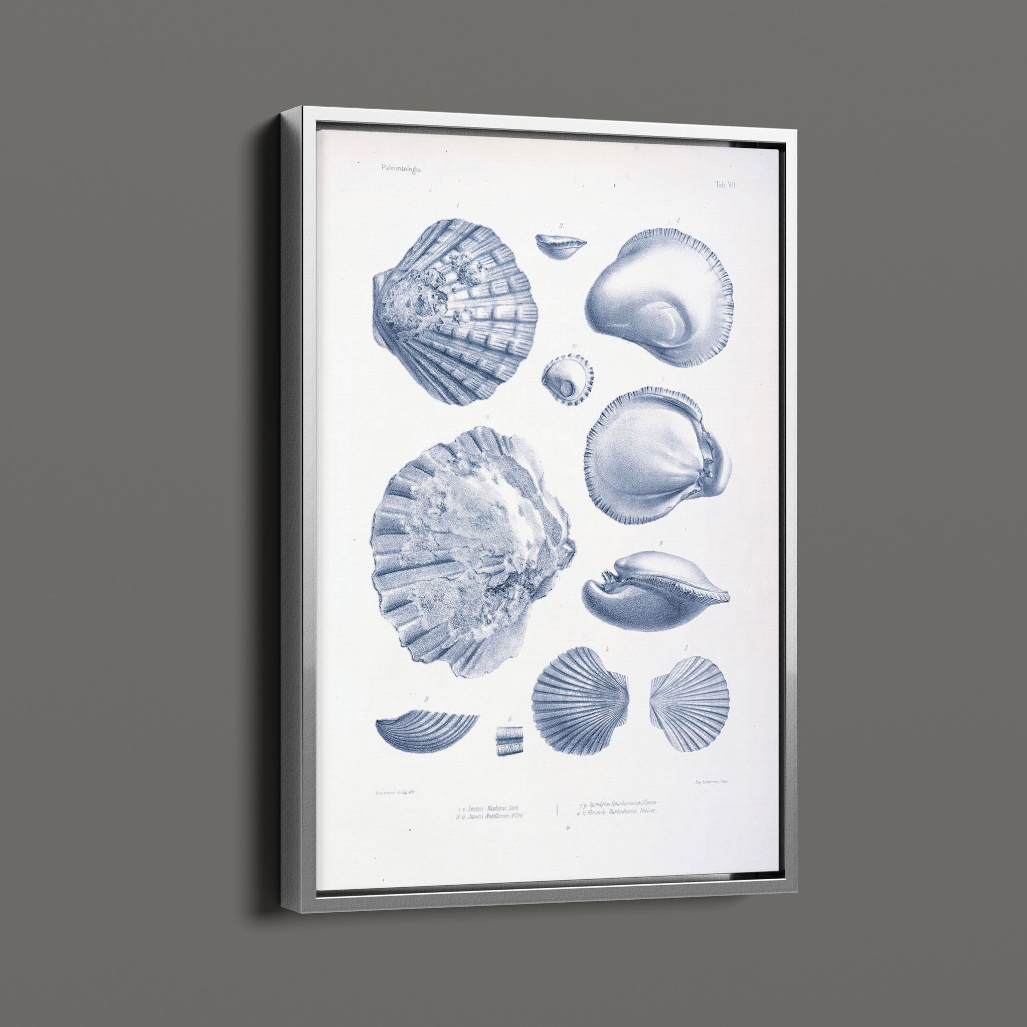 Vintage Nautical Sea Creatures and Shells 7