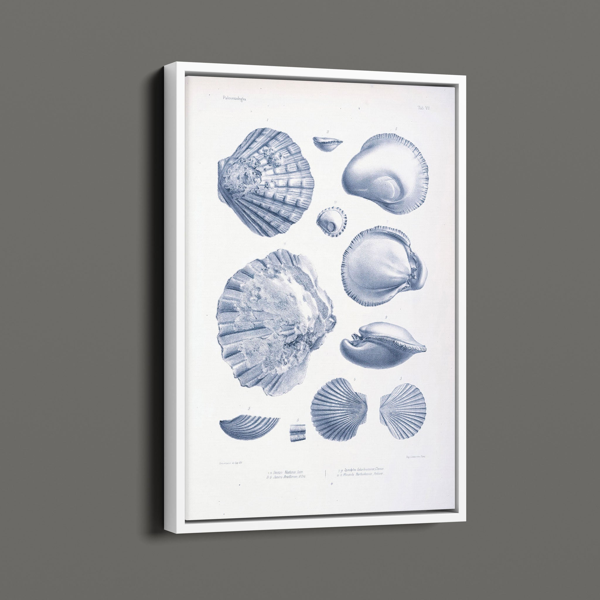 Vintage Nautical Sea Creatures and Shells 7