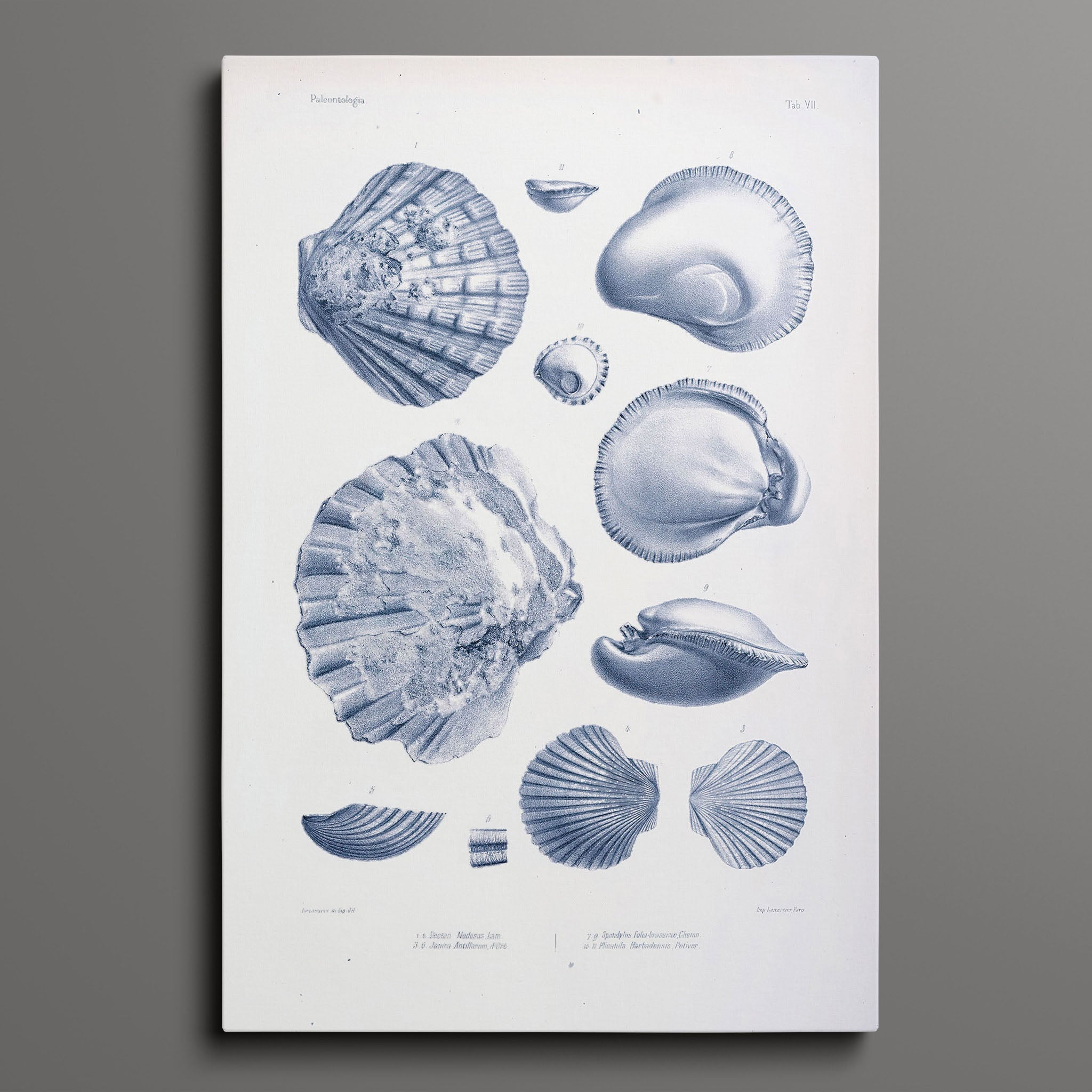 Vintage Nautical Sea Creatures and Shells 7