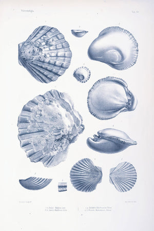 Vintage illustrations of various sea creatures and shells, showcasing intricate details and textures, ideal for marine enthusiasts and educational displays.