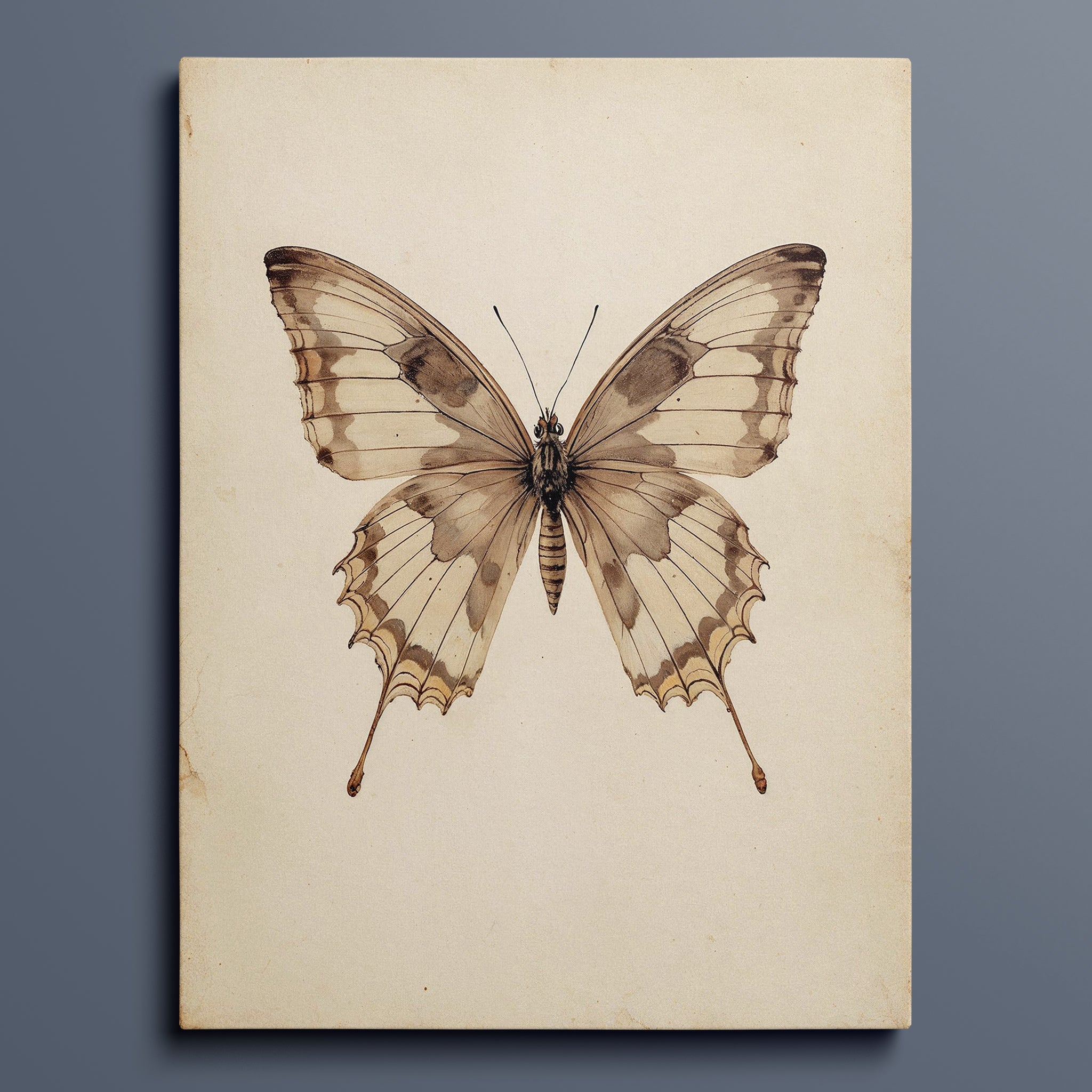 Antique Swallowtail