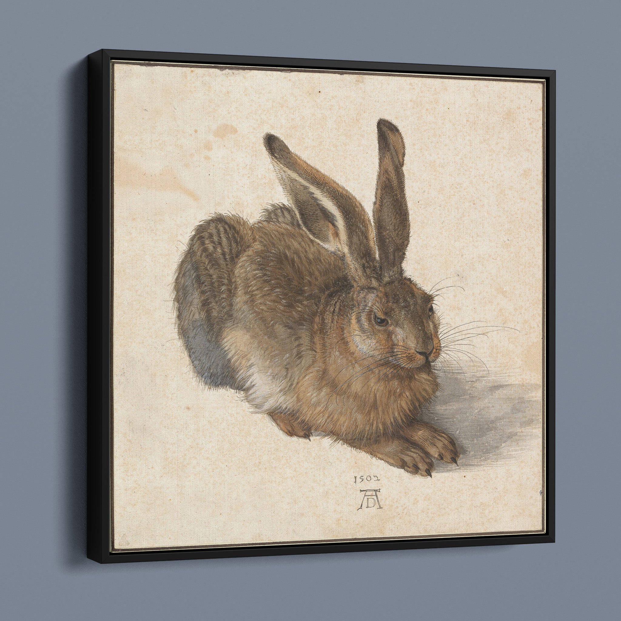 Hare by Albrecht Dürer