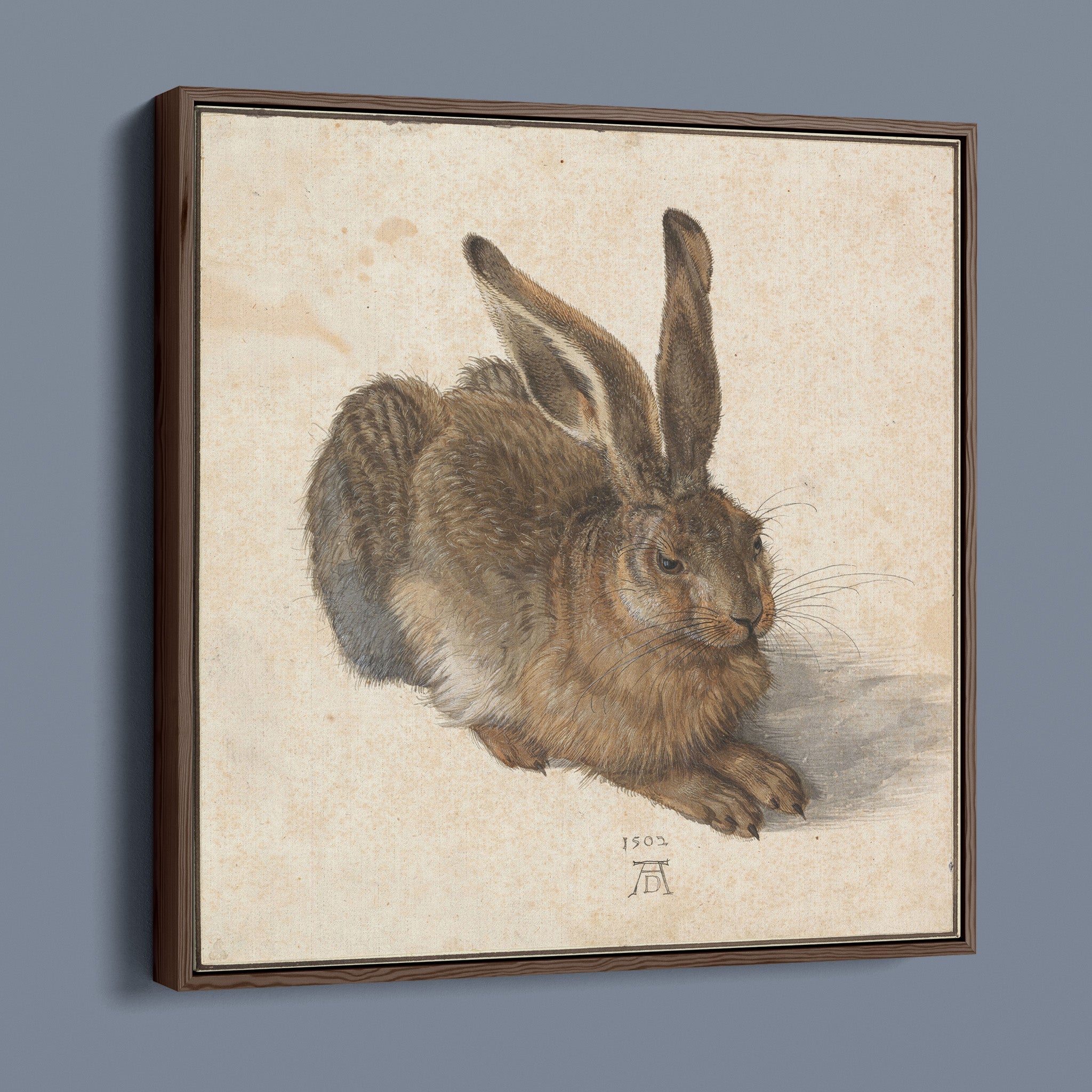 Hare by Albrecht Dürer