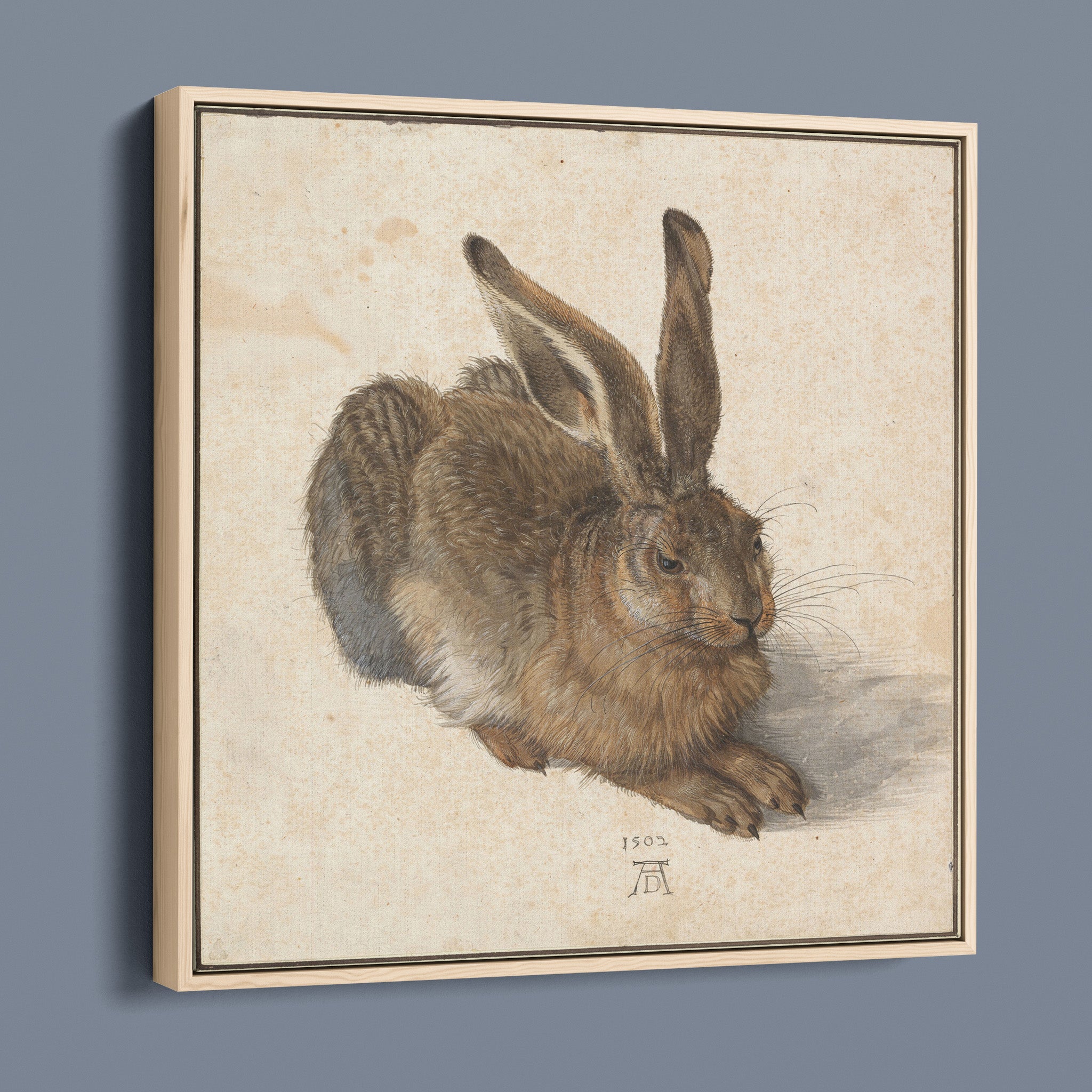 Hare by Albrecht Dürer