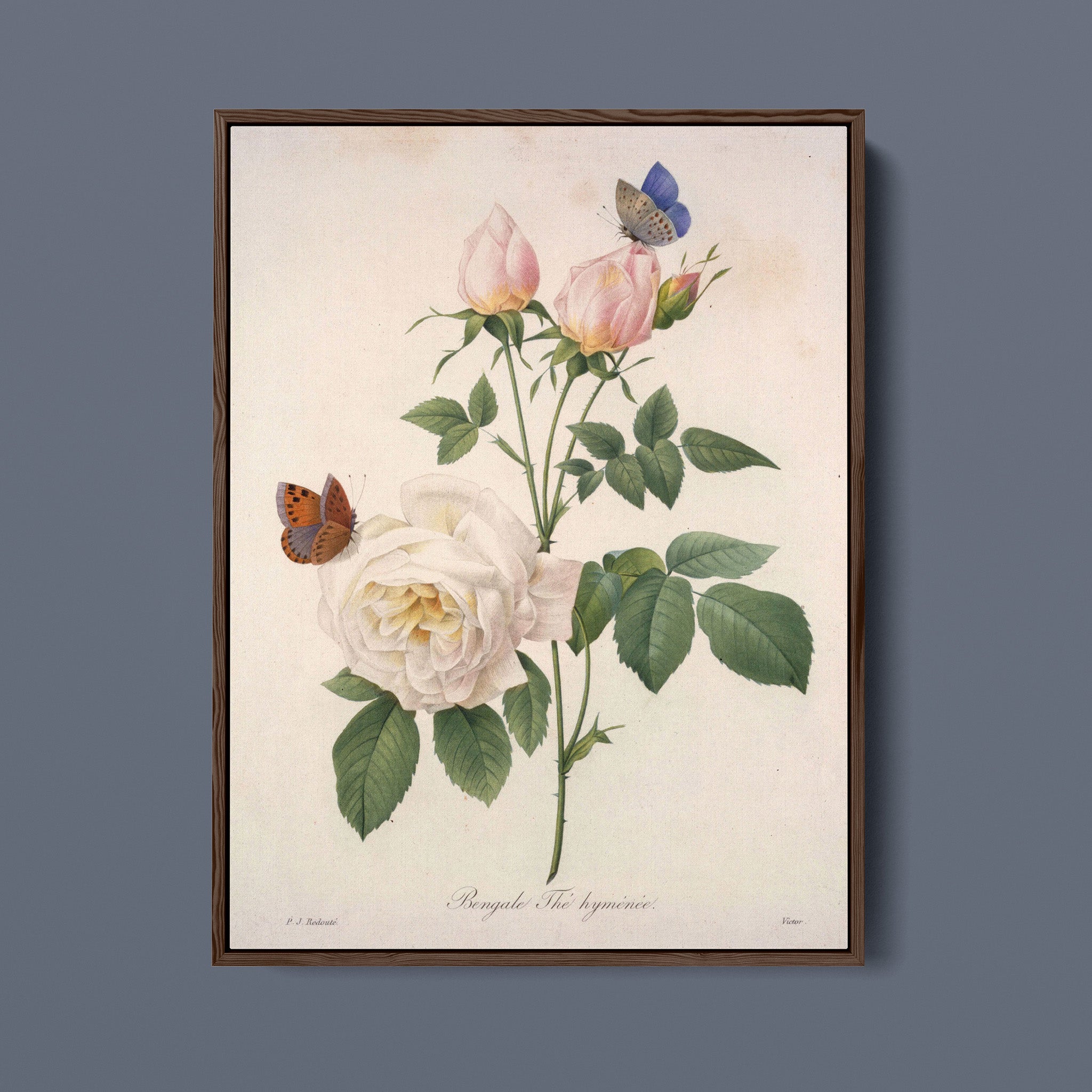 Bengale The Hyménée - Vintage Botanical Illustration with Roses