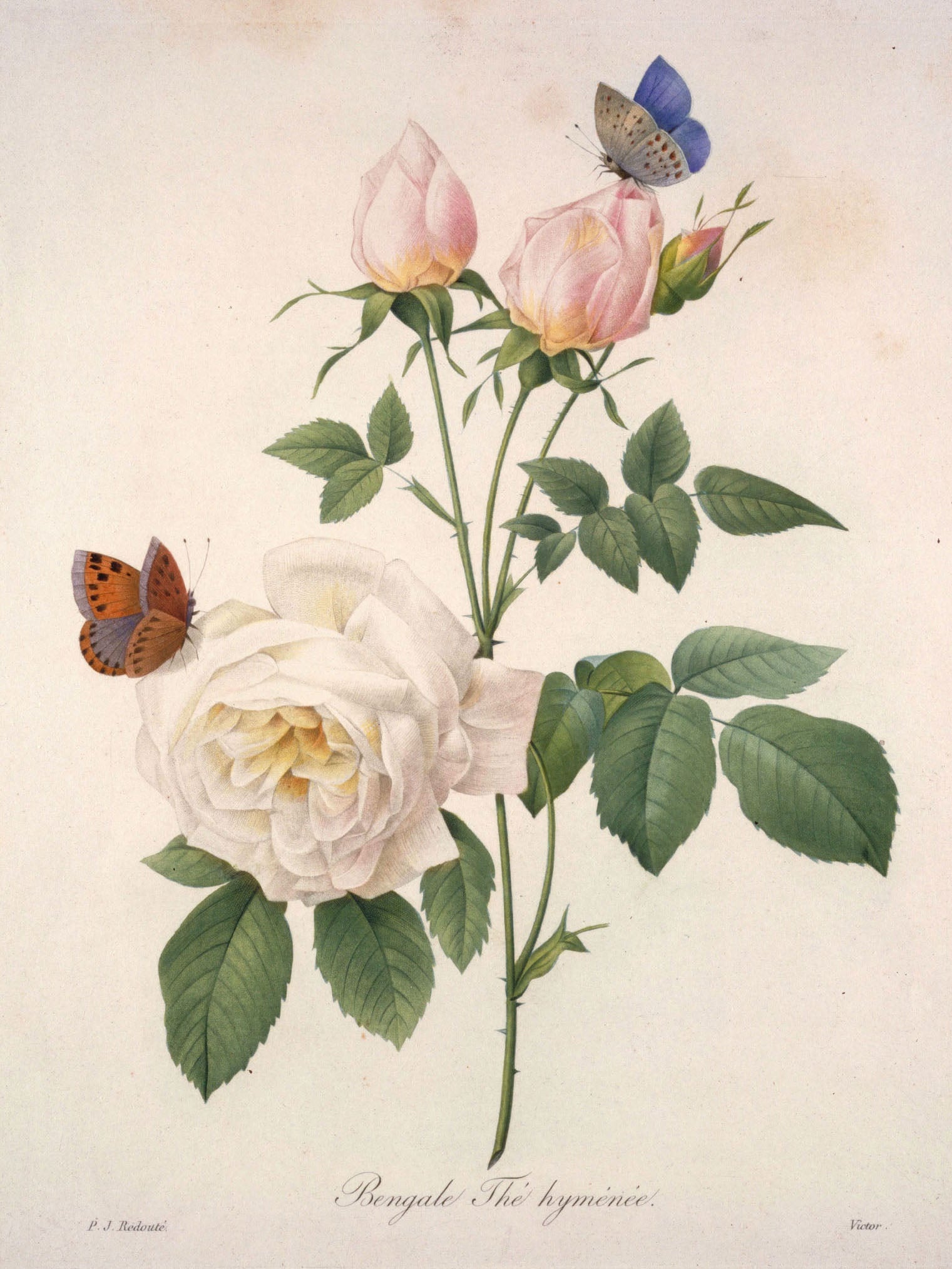 Vintage botanical illustration "Bengale The Hyménée" with Bengal rose, butterflies, and delicate floral details in pink, beige, and green.