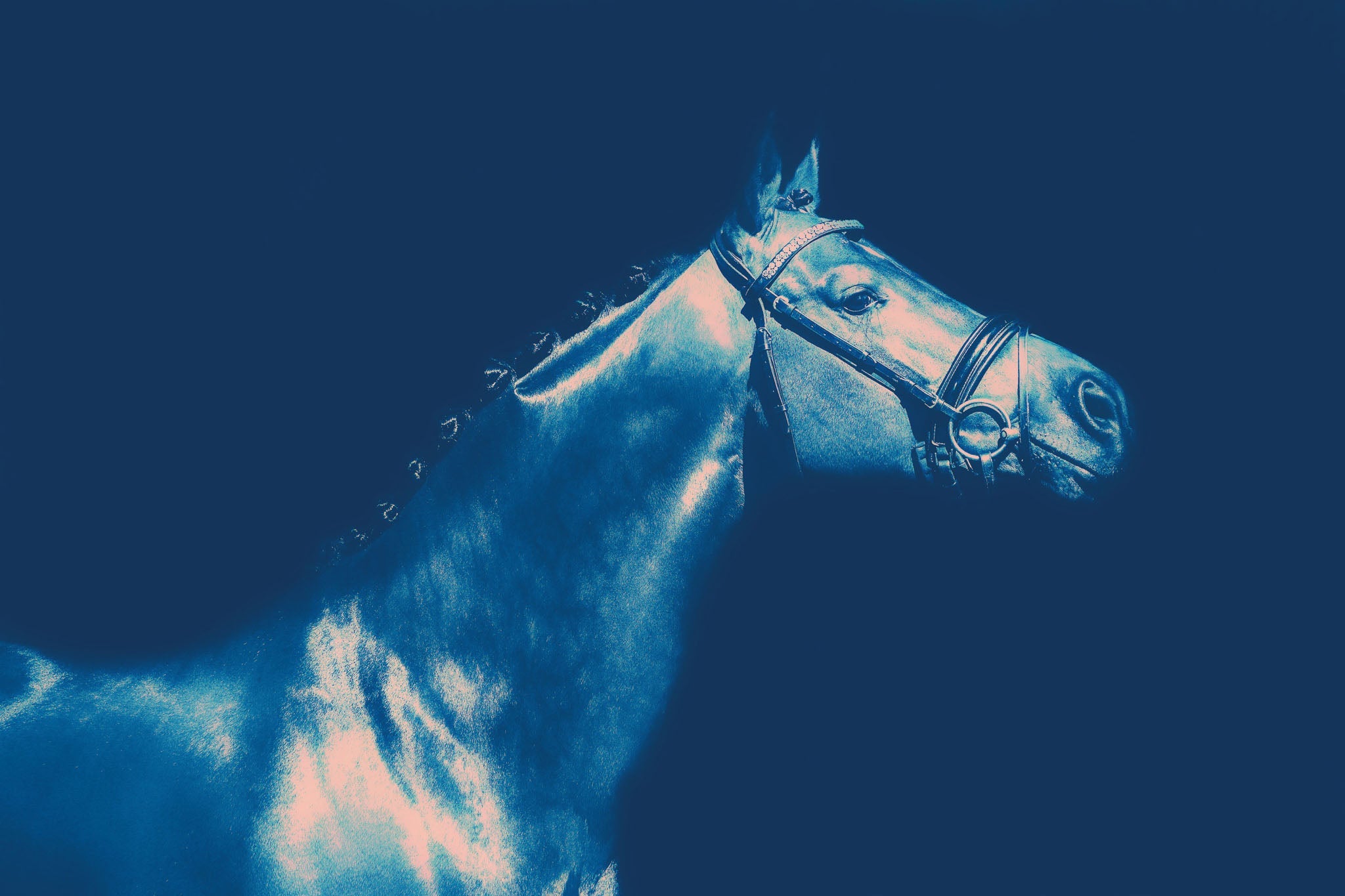 Photographic artwork of a majestic race horse in side profile, showcasing its strength and elegance with a serene monochrome blue tint.