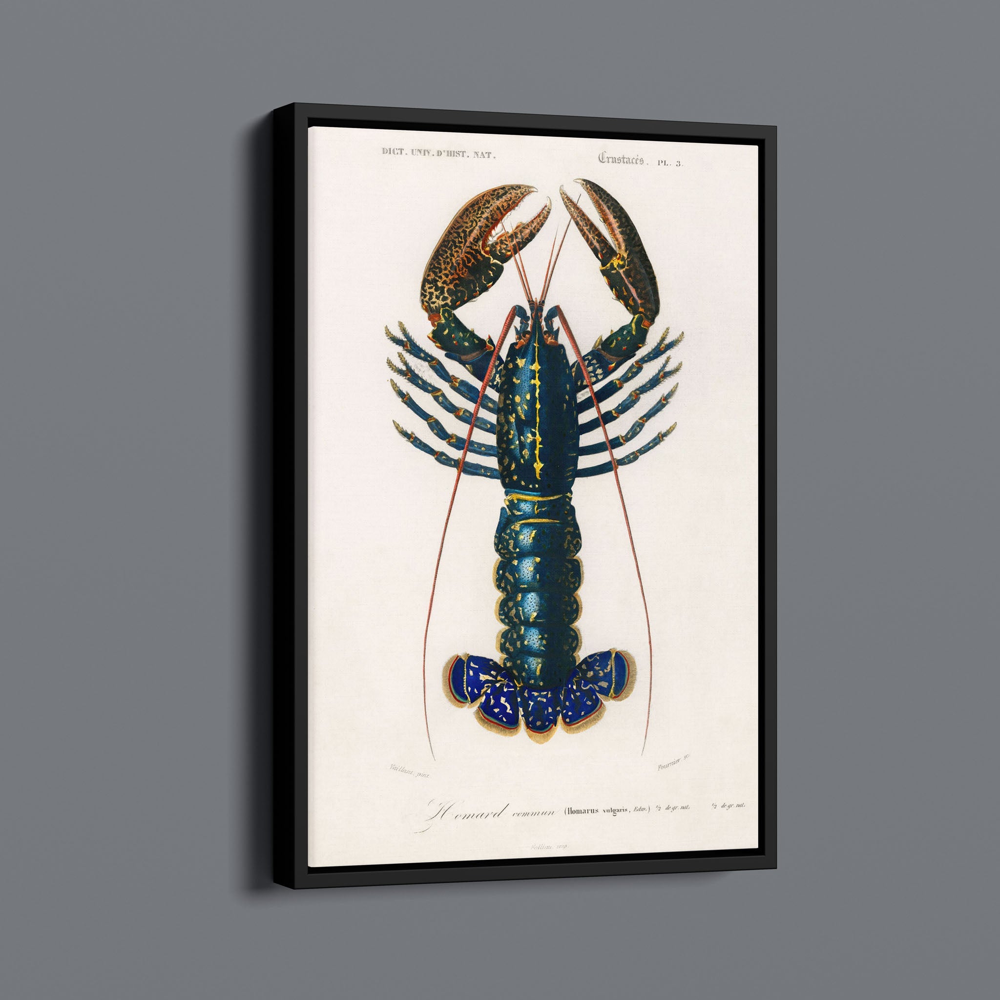 Vintage Lobster Illustration