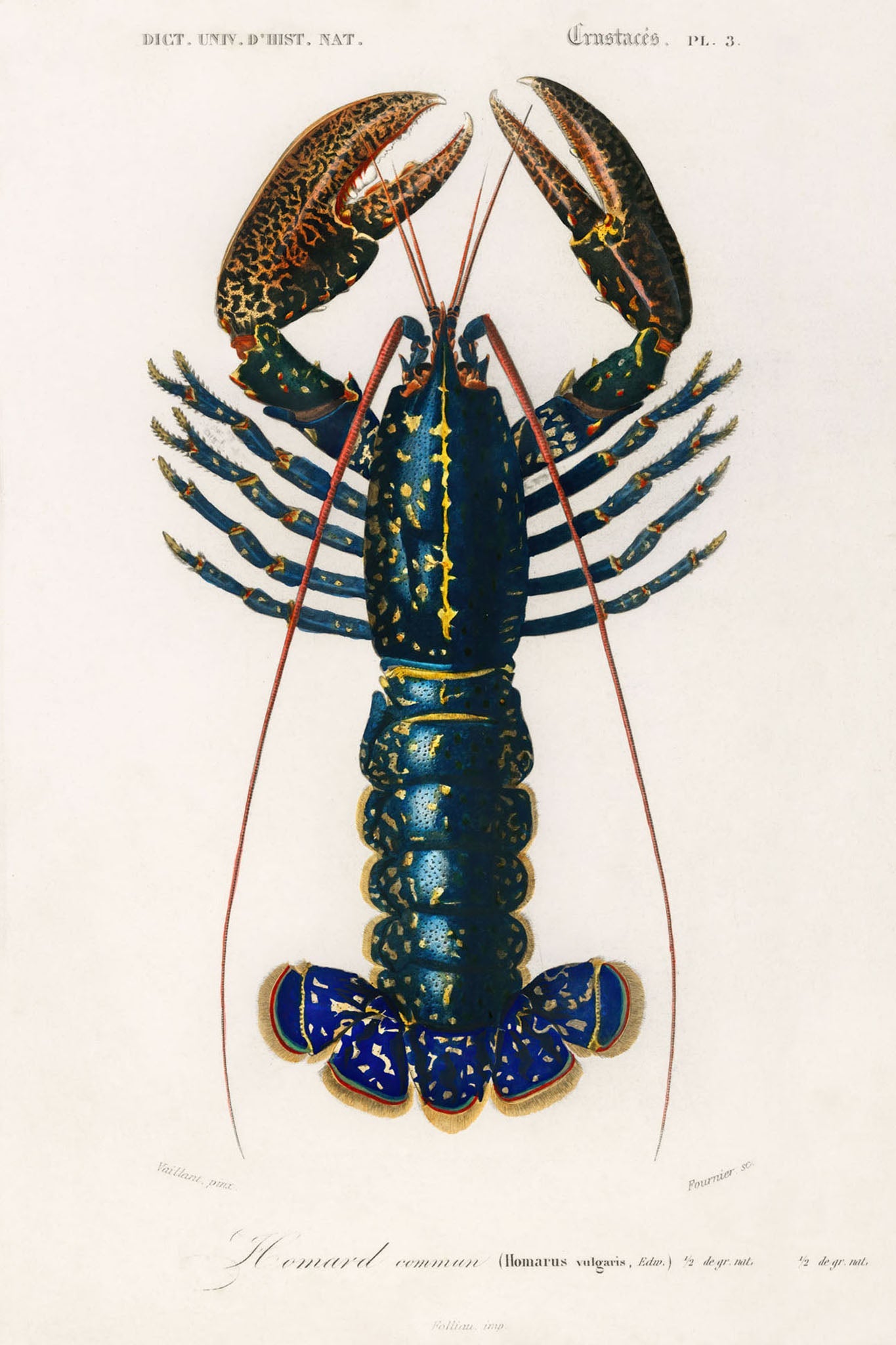 Detailed vintage illustration of a lobster featuring intricate designs and a rich color palette, showcasing the crustacean's unique features and natural beauty.