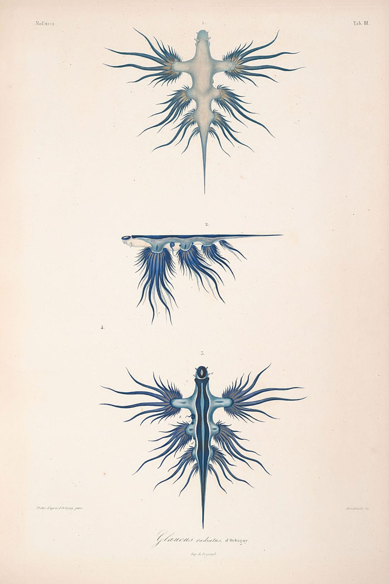 Vintage scientific illustration of a starfish, showcasing intricate details and symmetry, reflecting the beauty of marine life and historical artistry.