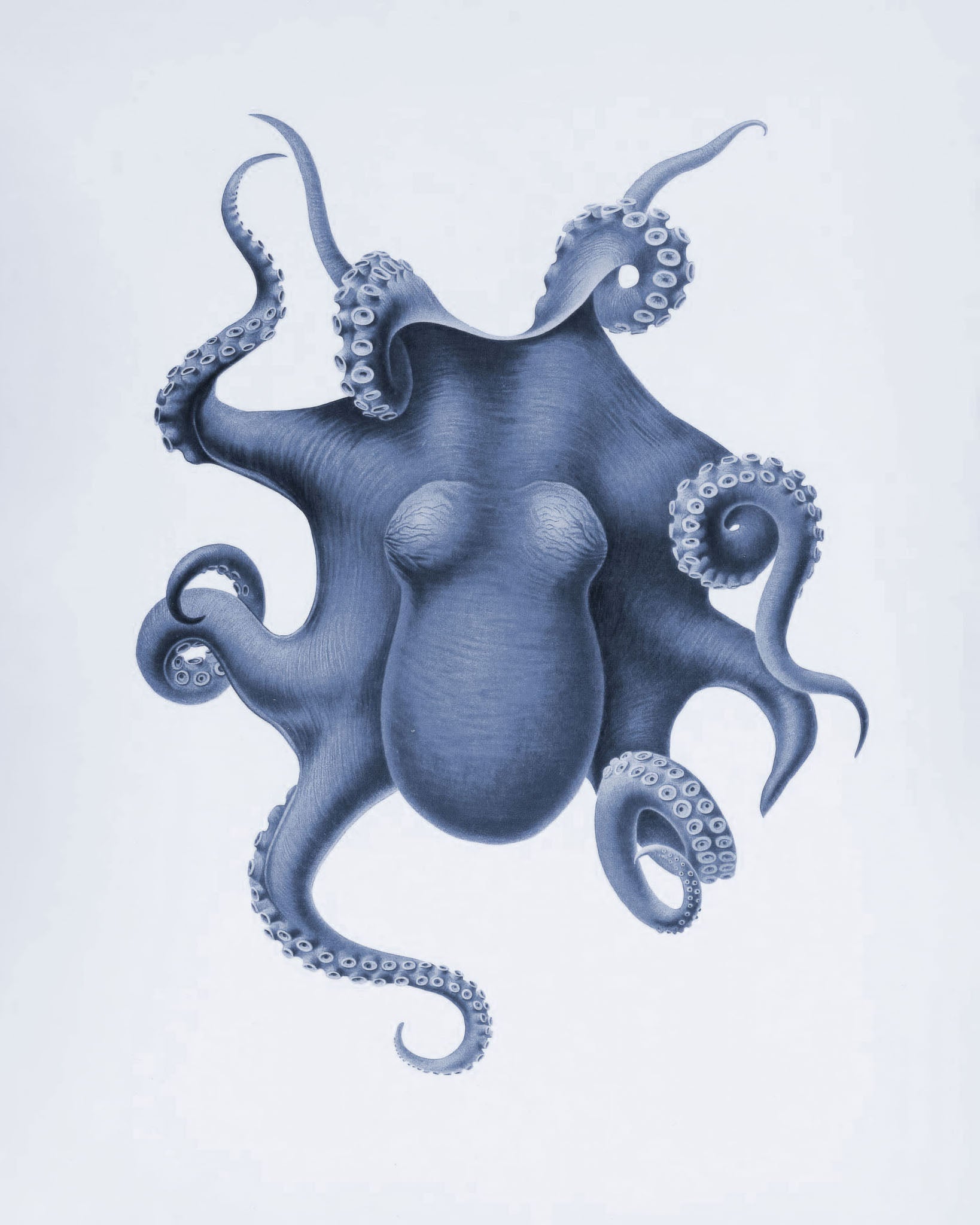 Vintage Octopus Illustration