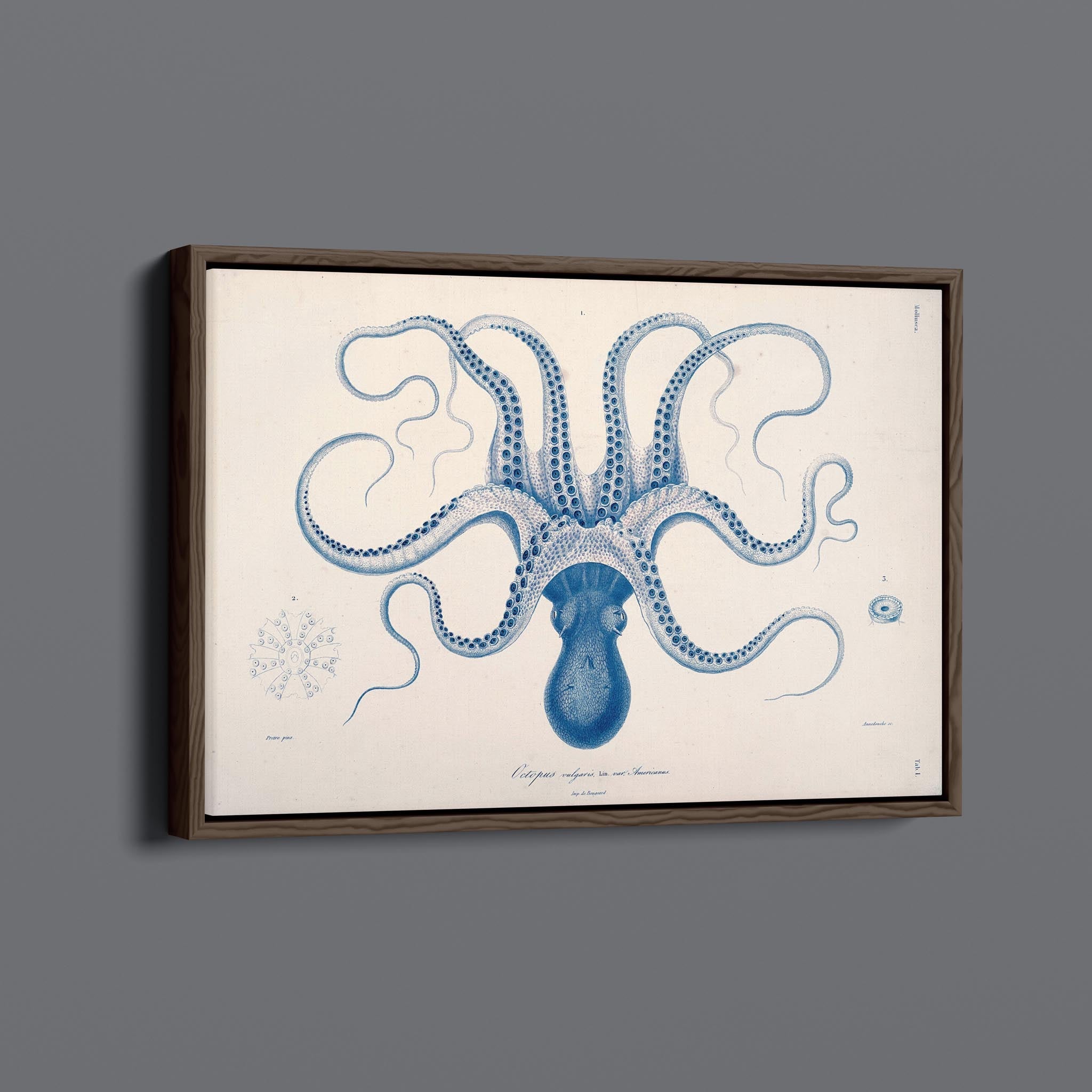 Vintage Octopus Sea Creature Illustration