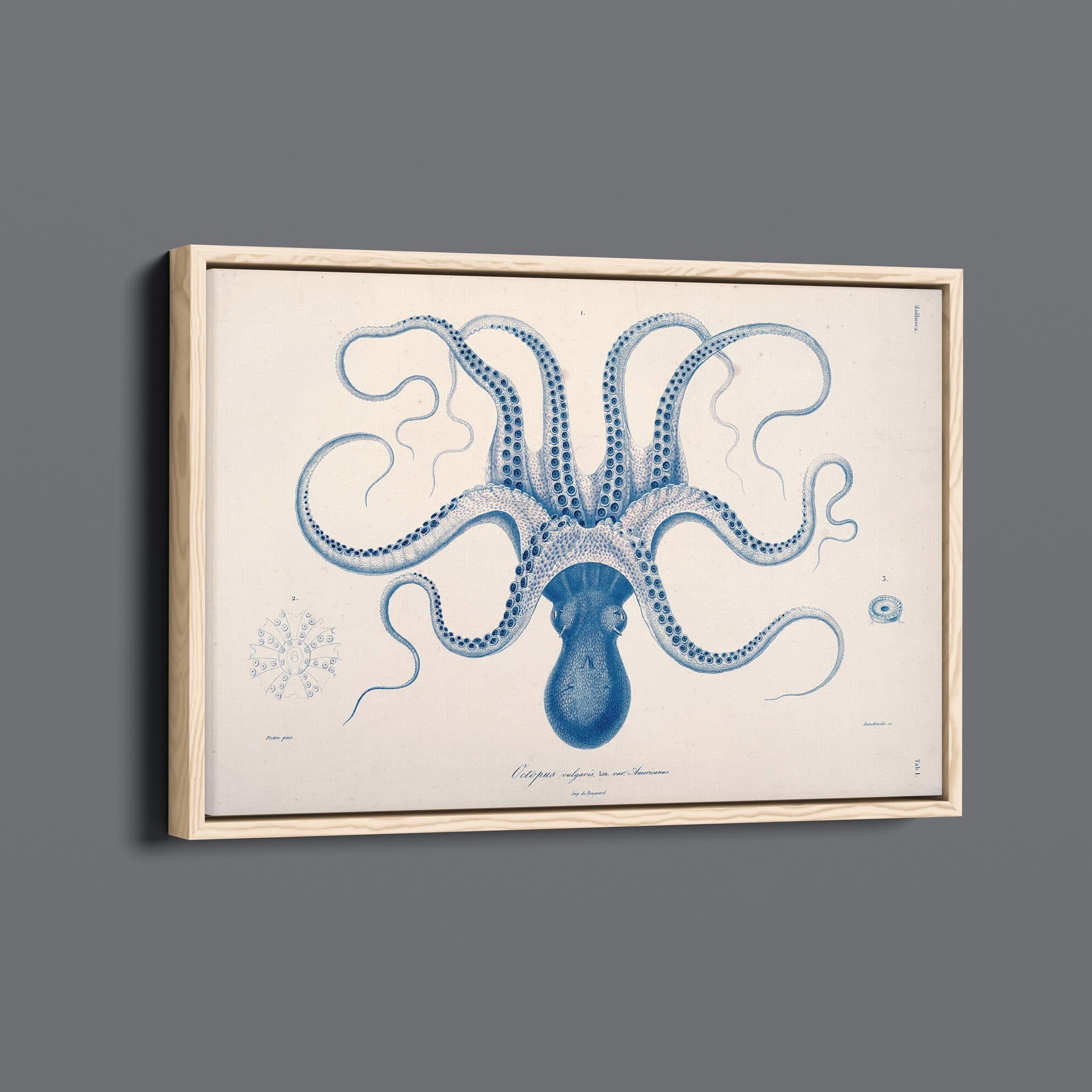 Vintage Octopus Sea Creature Illustration