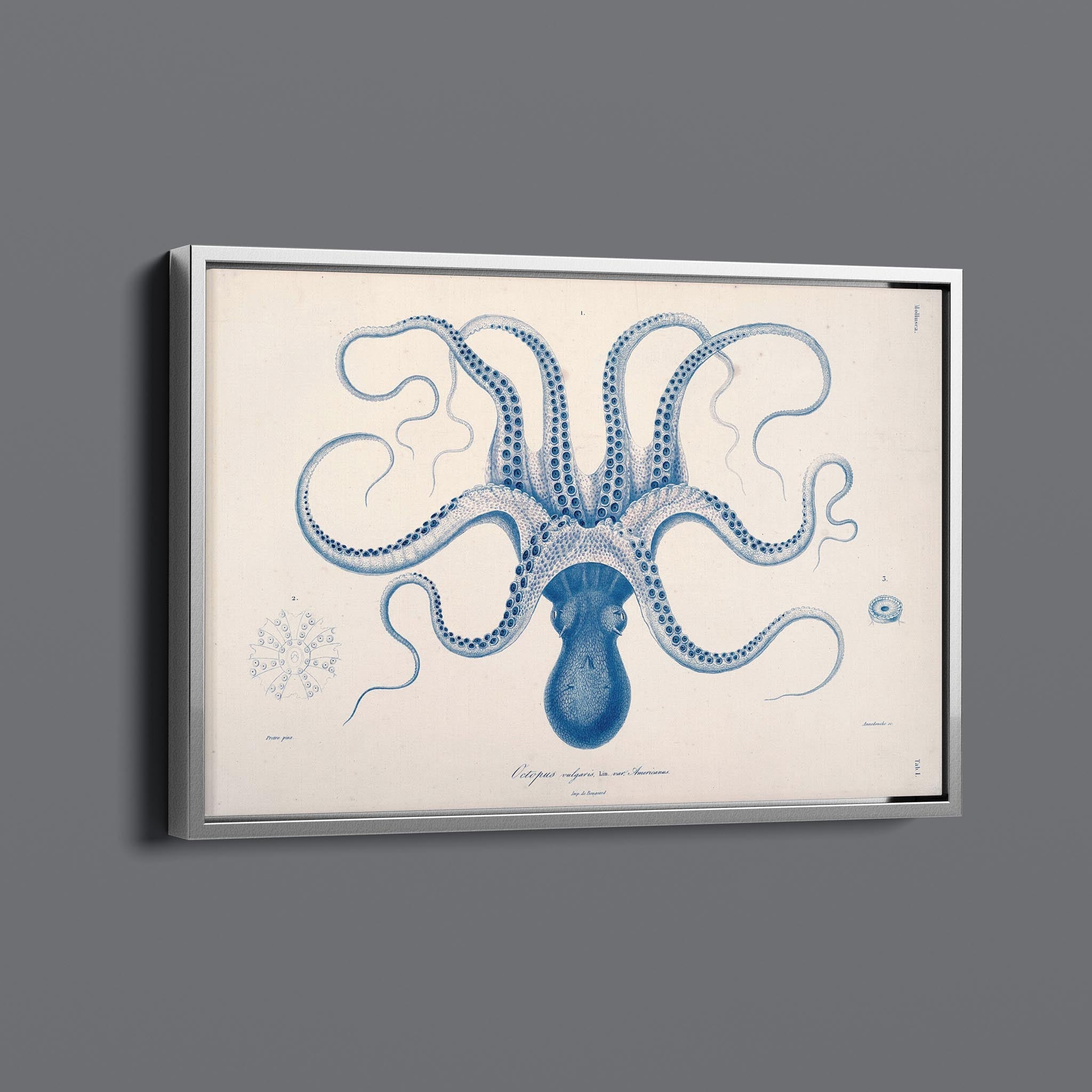 Vintage Octopus Sea Creature Illustration