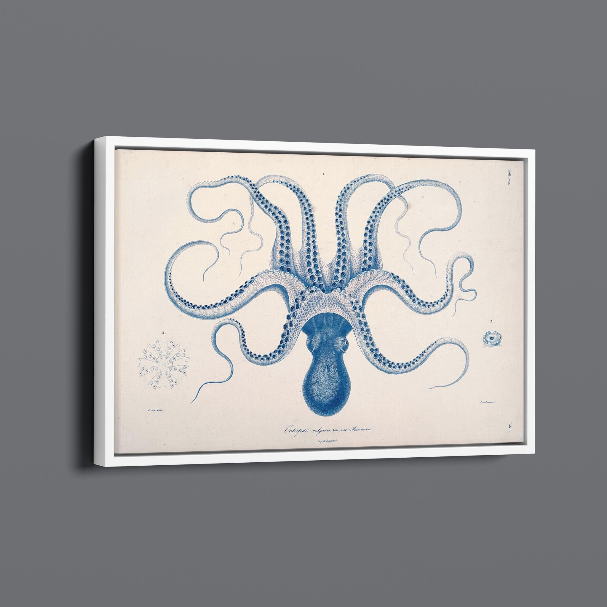 Vintage Octopus Sea Creature Illustration