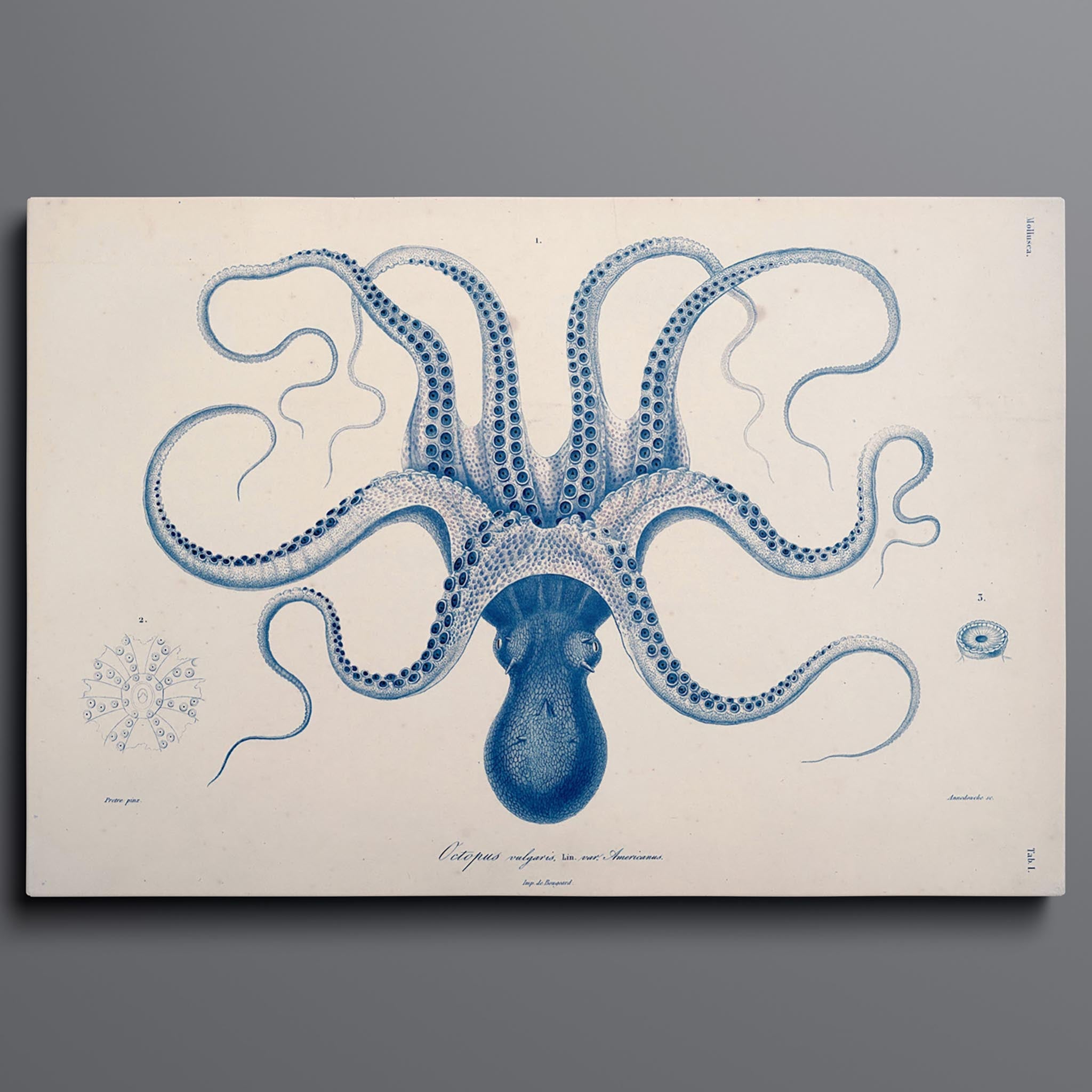 Vintage Octopus Sea Creature Illustration