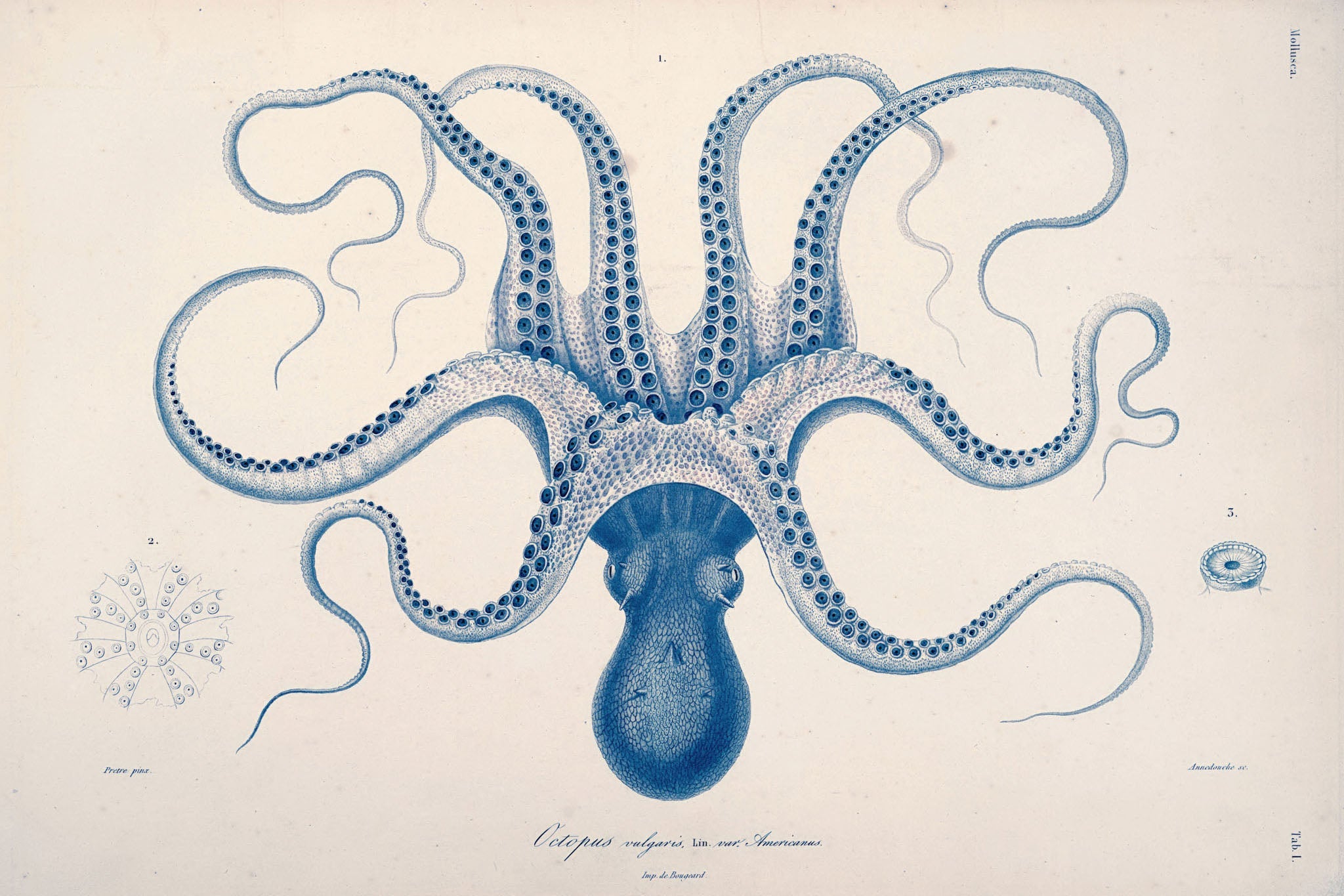 Detailed vintage illustration of an octopus, highlighting its tentacles and intricate anatomy, perfect for enthusiasts of marine life and scientific art.