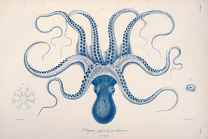 Detailed vintage illustration of an octopus, highlighting its tentacles and intricate anatomy, perfect for enthusiasts of marine life and scientific art.