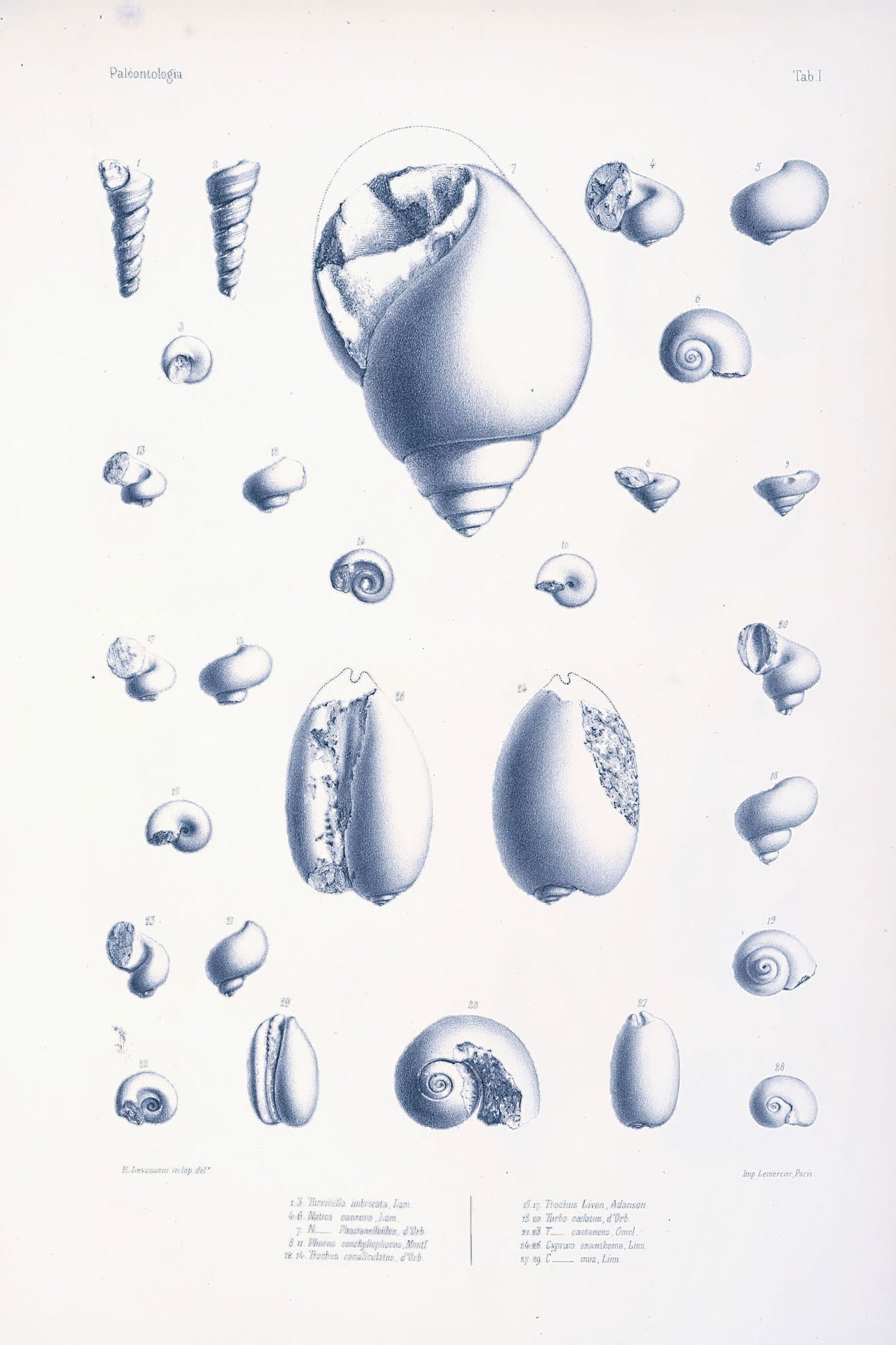 Vintage illustrations of various sea creatures and shells, showcasing intricate details and textures, ideal for marine enthusiasts and educational displays.