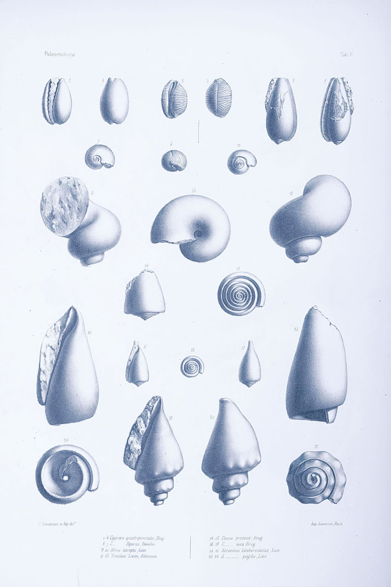 Vintage illustrations of various sea creatures and shells, showcasing intricate details and textures, ideal for marine enthusiasts and educational displays.