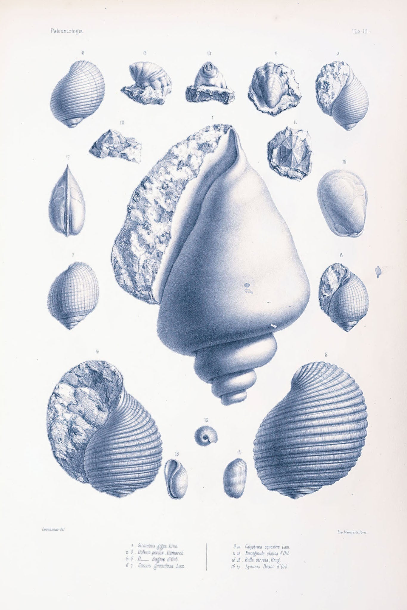 Vintage illustrations of various sea creatures and shells, showcasing intricate details and textures, ideal for marine enthusiasts and educational displays.