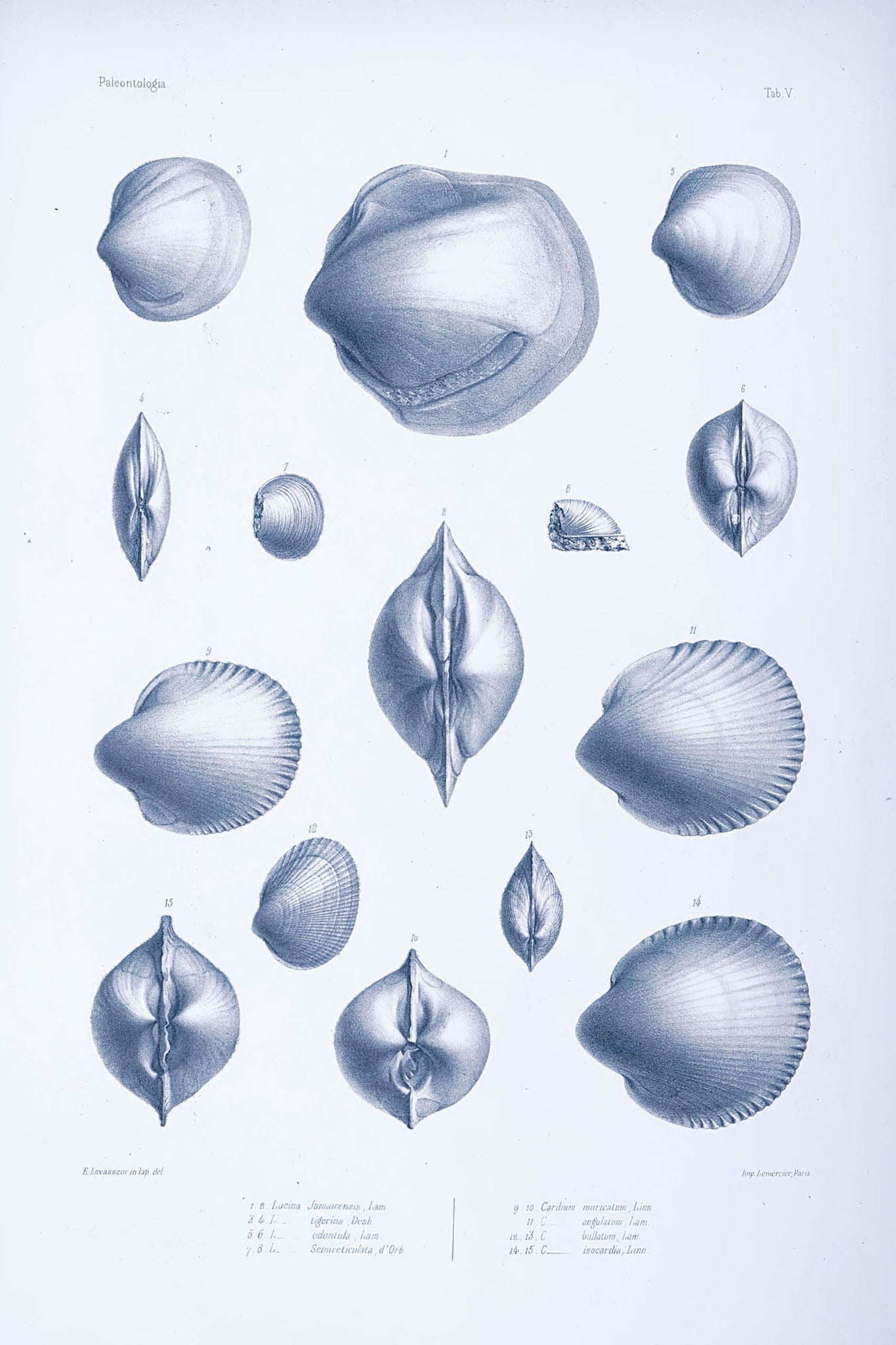 Vintage illustrations of various sea creatures and shells, showcasing intricate details and textures, ideal for marine enthusiasts and educational displays.