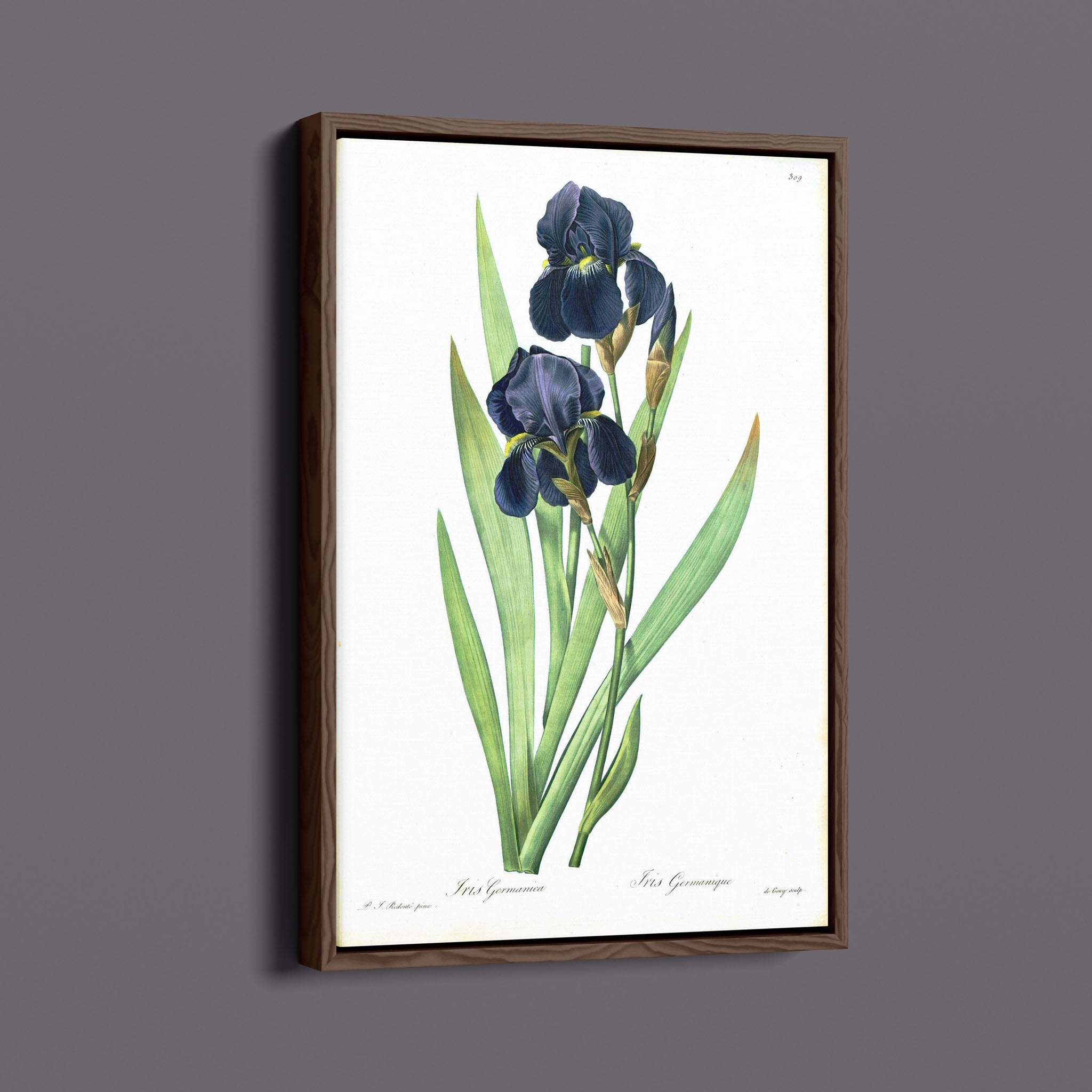 Vintage Botanical Flower - Iris Germanica Black