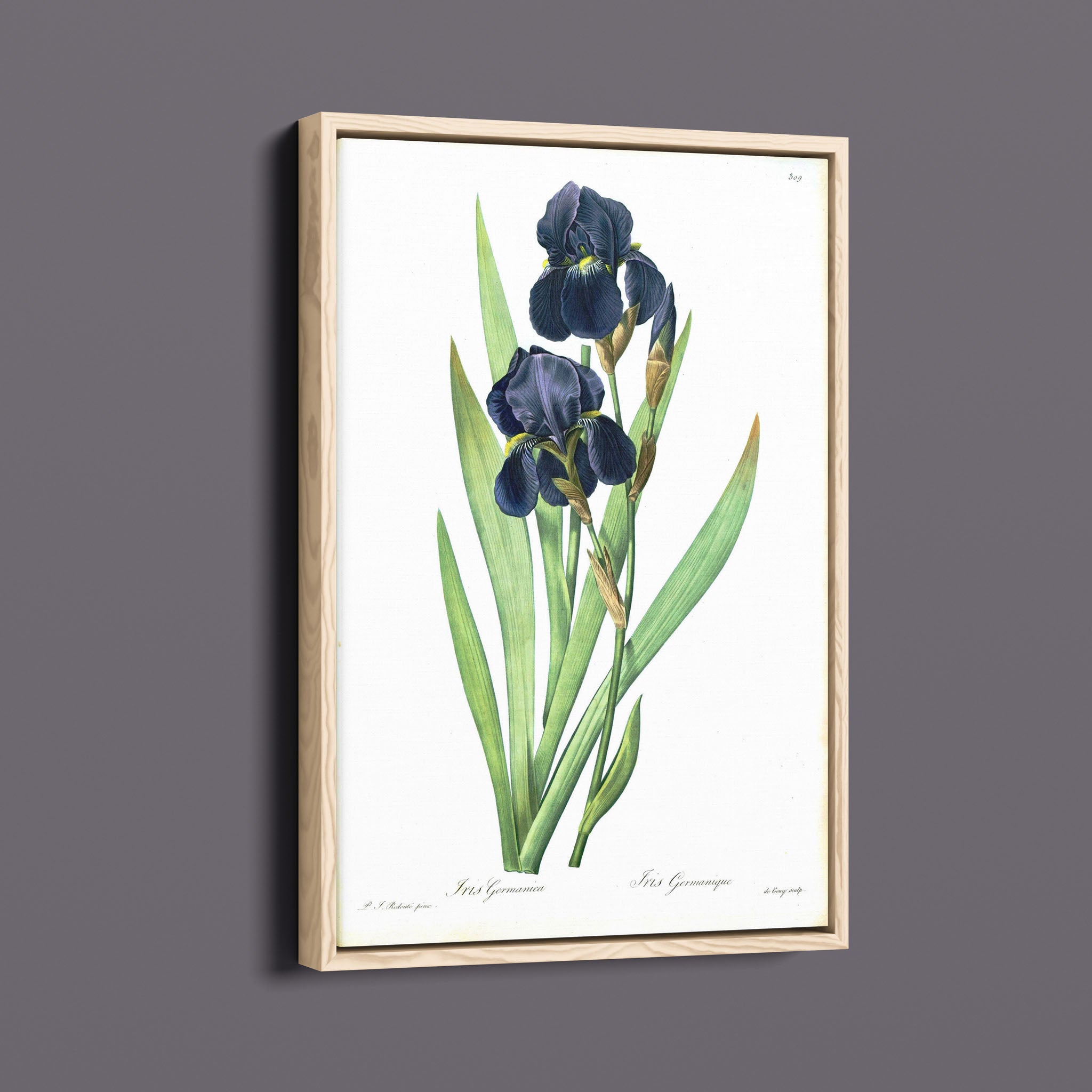 Vintage Botanical Flower - Iris Germanica Black