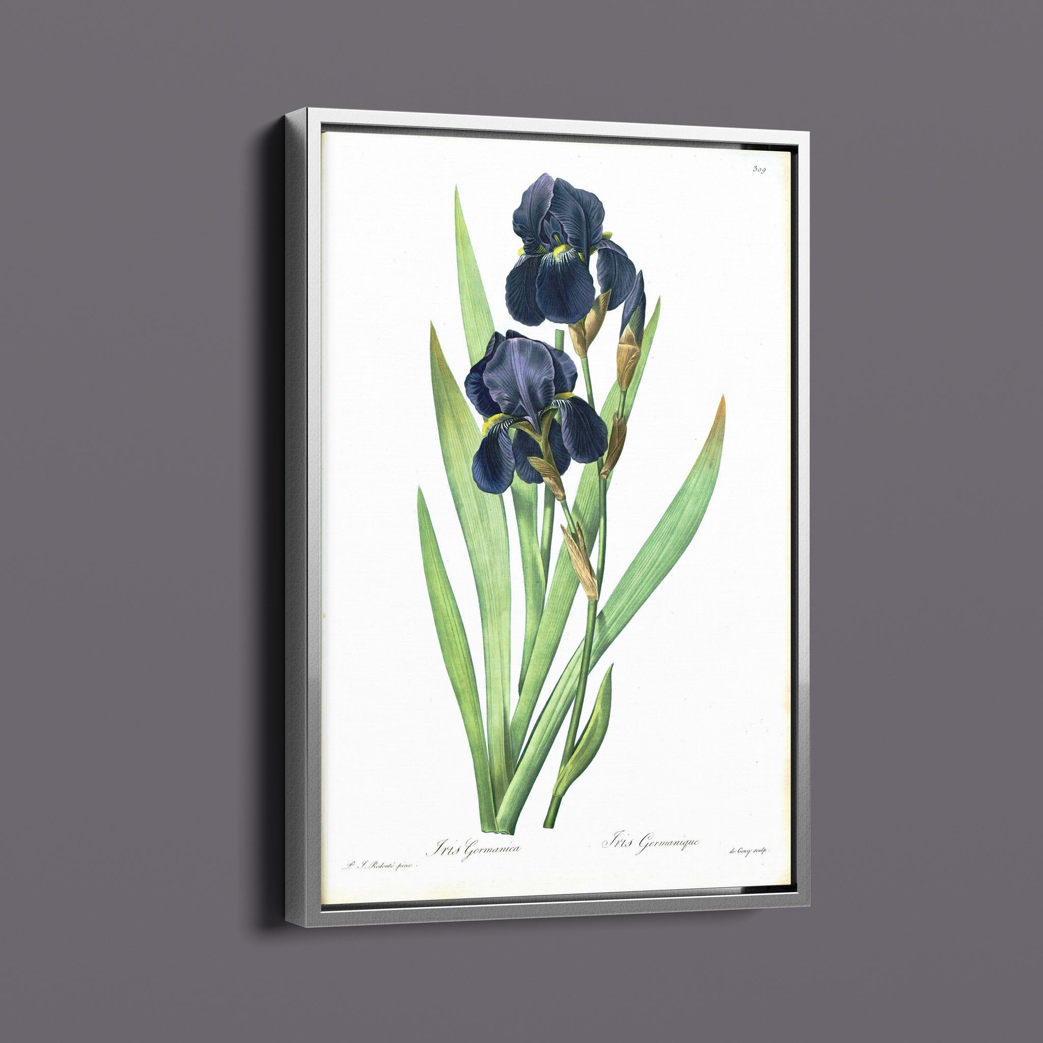 Vintage Botanical Flower - Iris Germanica Black