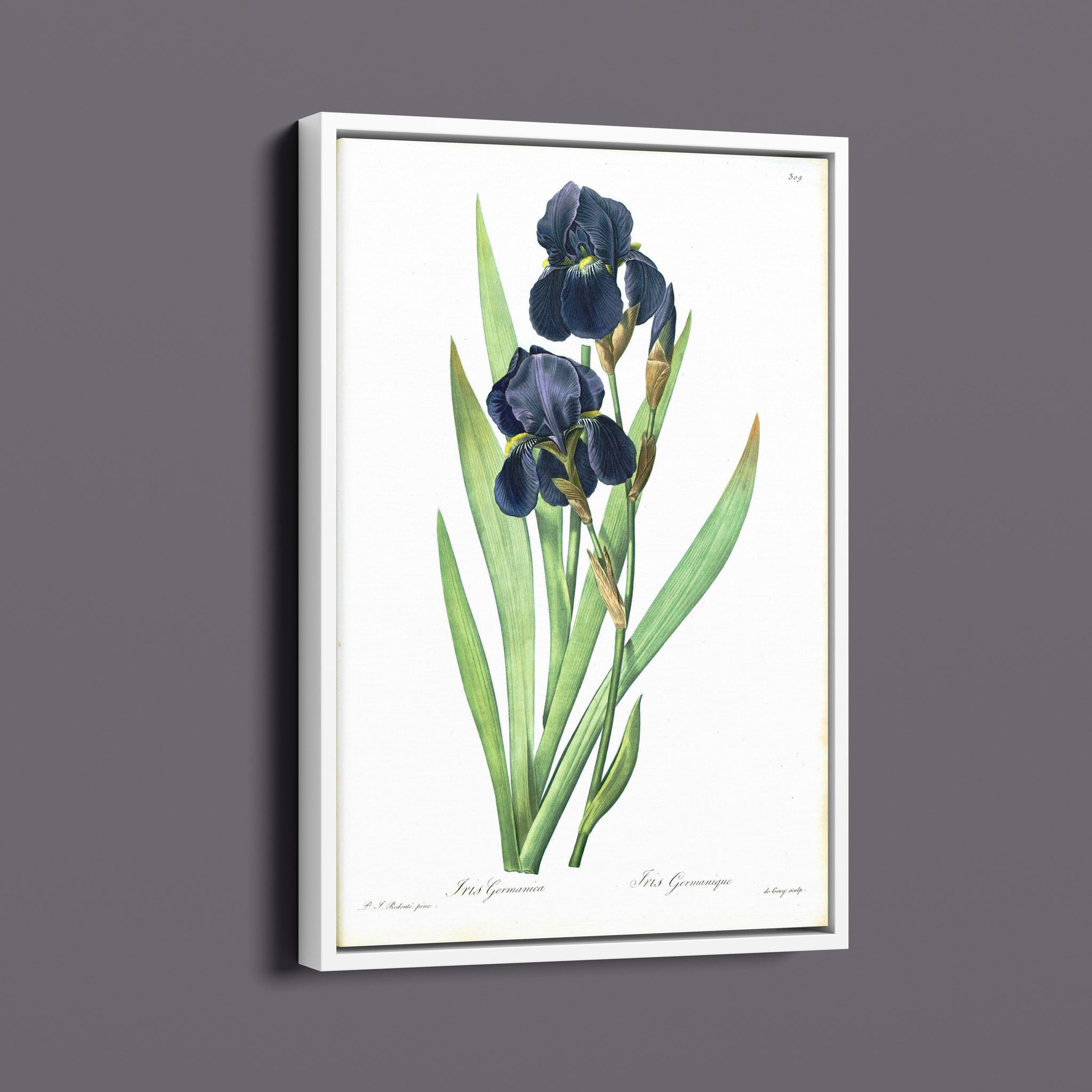 Vintage Botanical Flower - Iris Germanica Black